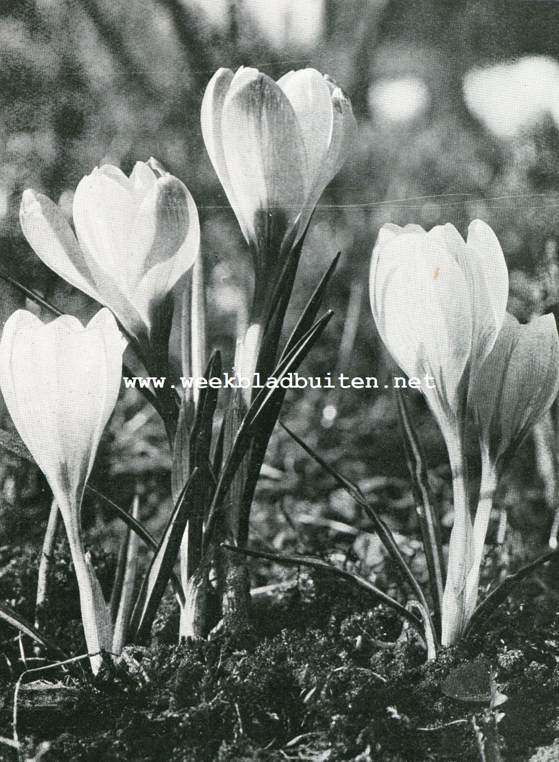 CROCUS