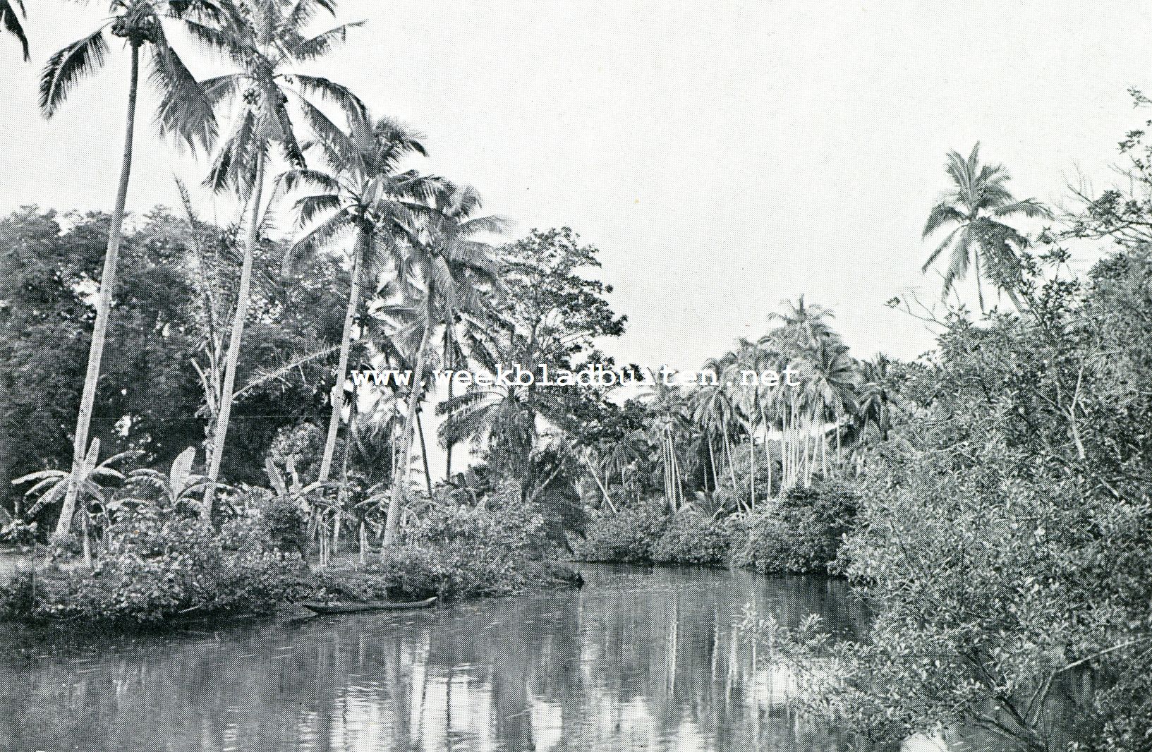 PALMEN LANGS DE RIVIER