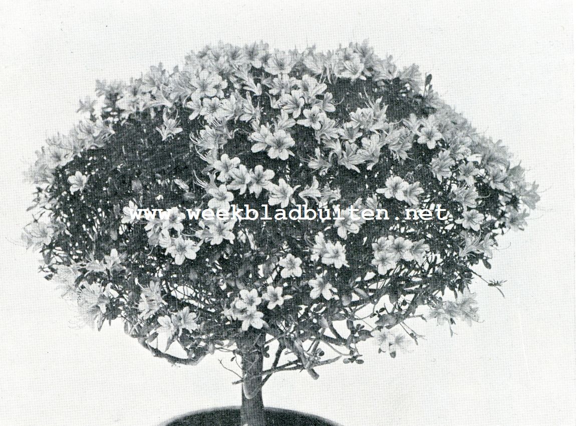 AZALEA INDICA