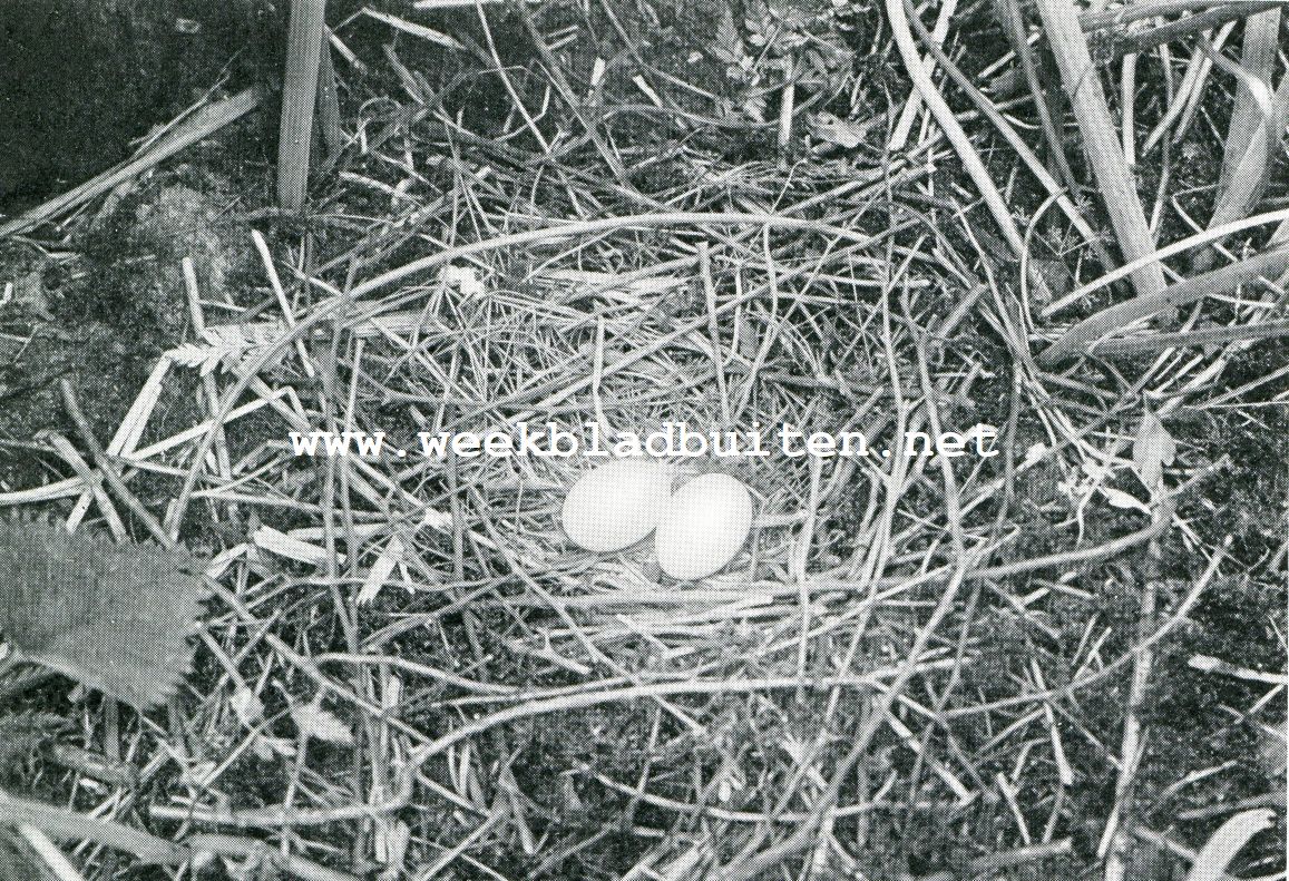 DUIVENEIEREN IN EEN NEST OP DEN GROND