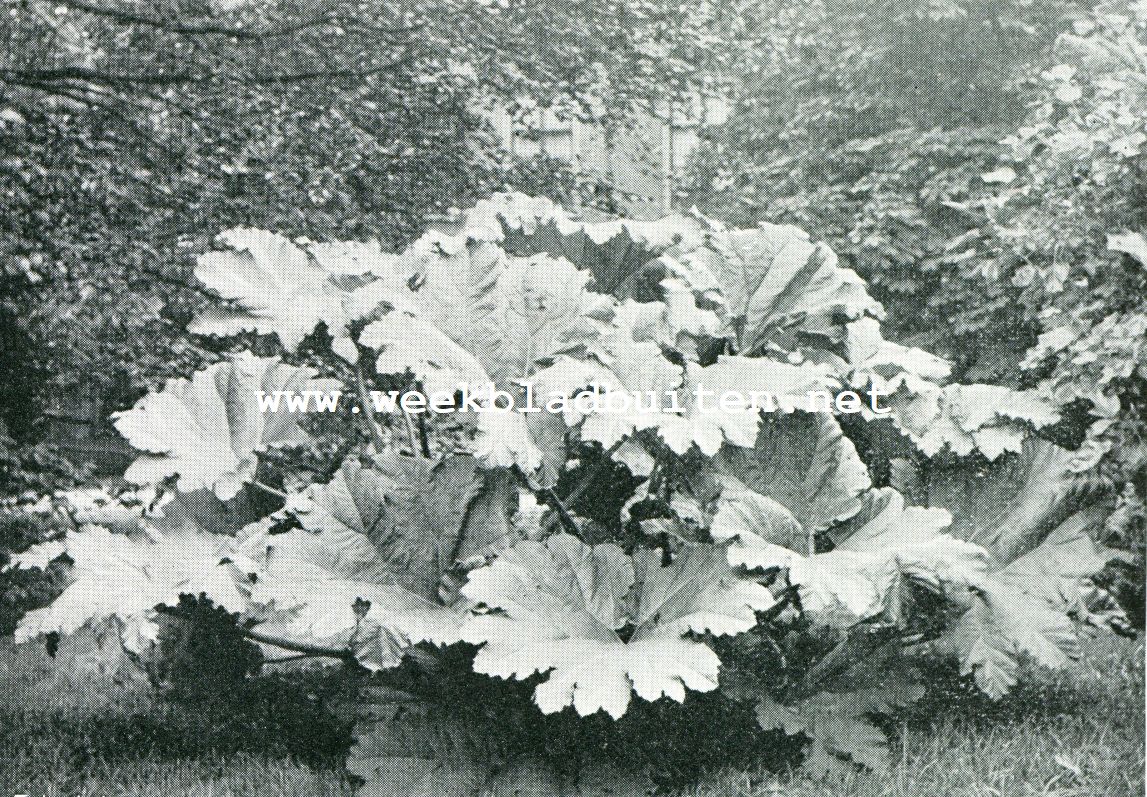 GUNNERA MANICATA (Hortus te Leiden)
