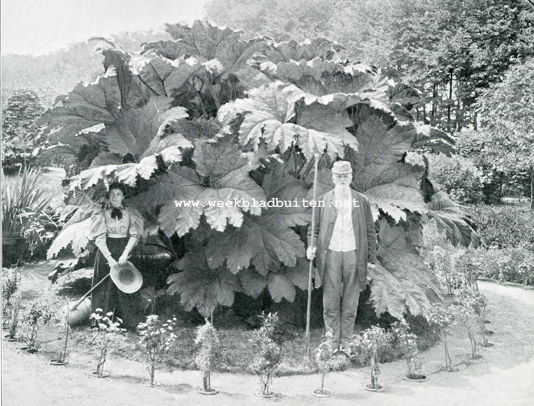 GUNNERA SCABRA (in den tuin van den heer C. Star Nauta te Kleinemeer)