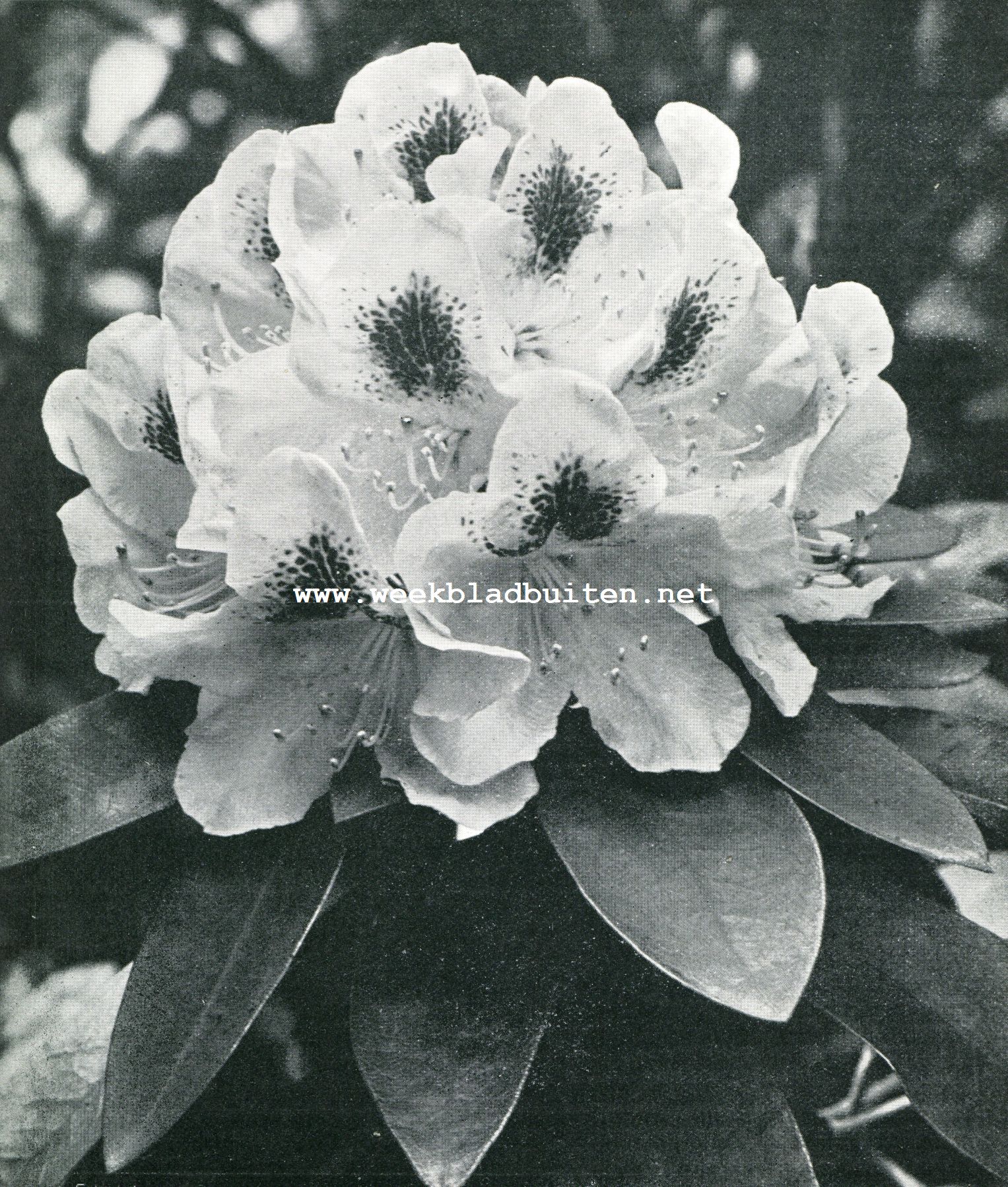 RHODODENDRONS 2