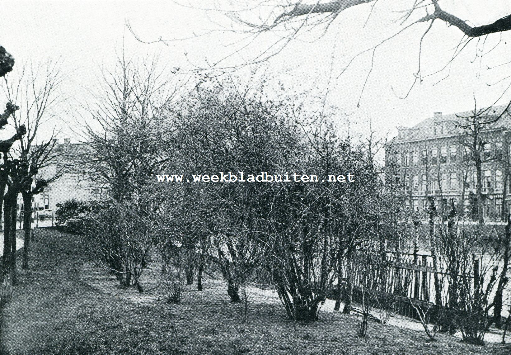 MALUS FLORIBUNDA (Sierappel in den Hortus te Leiden)