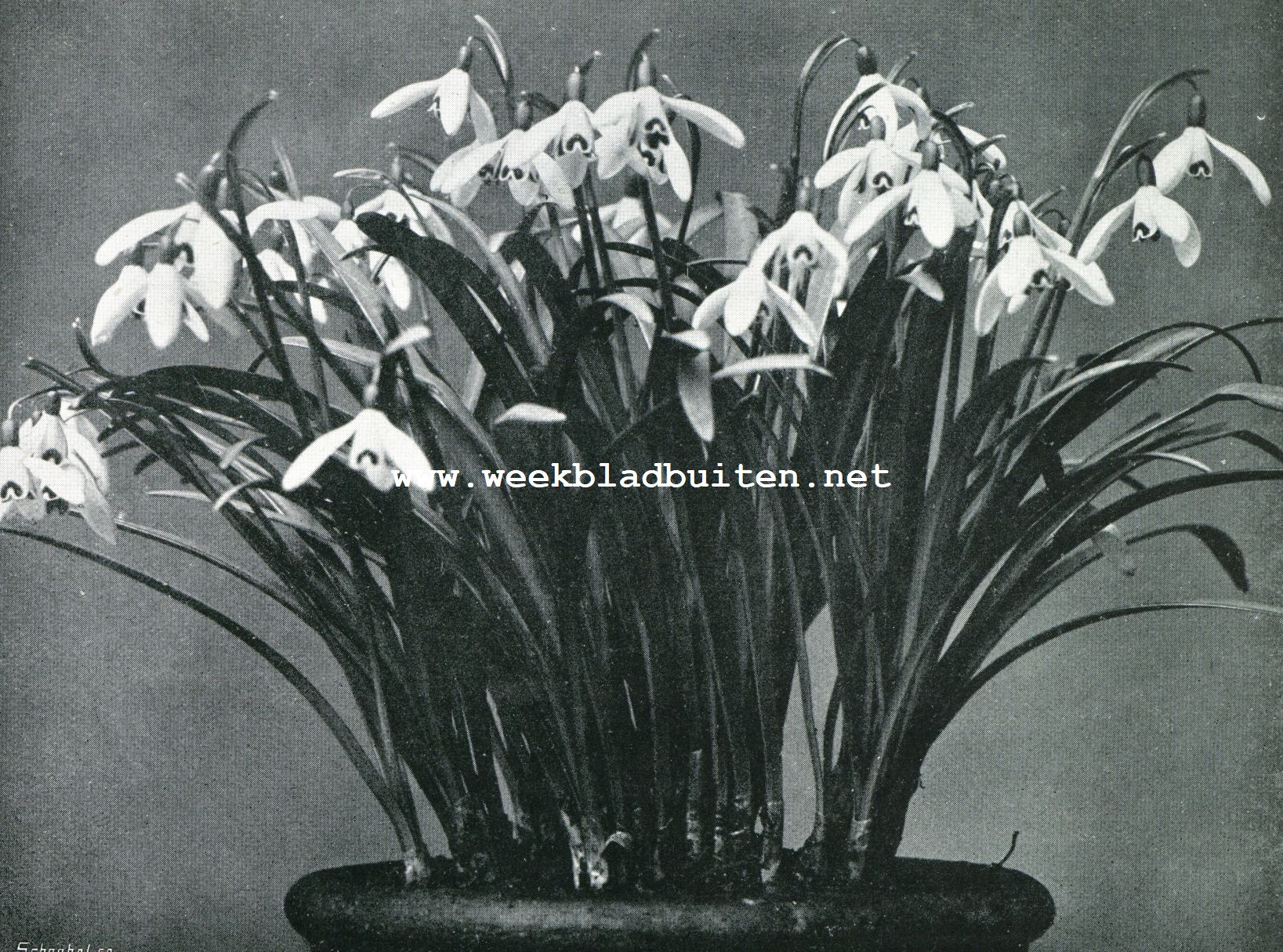 GALANTHUS NIVALIS