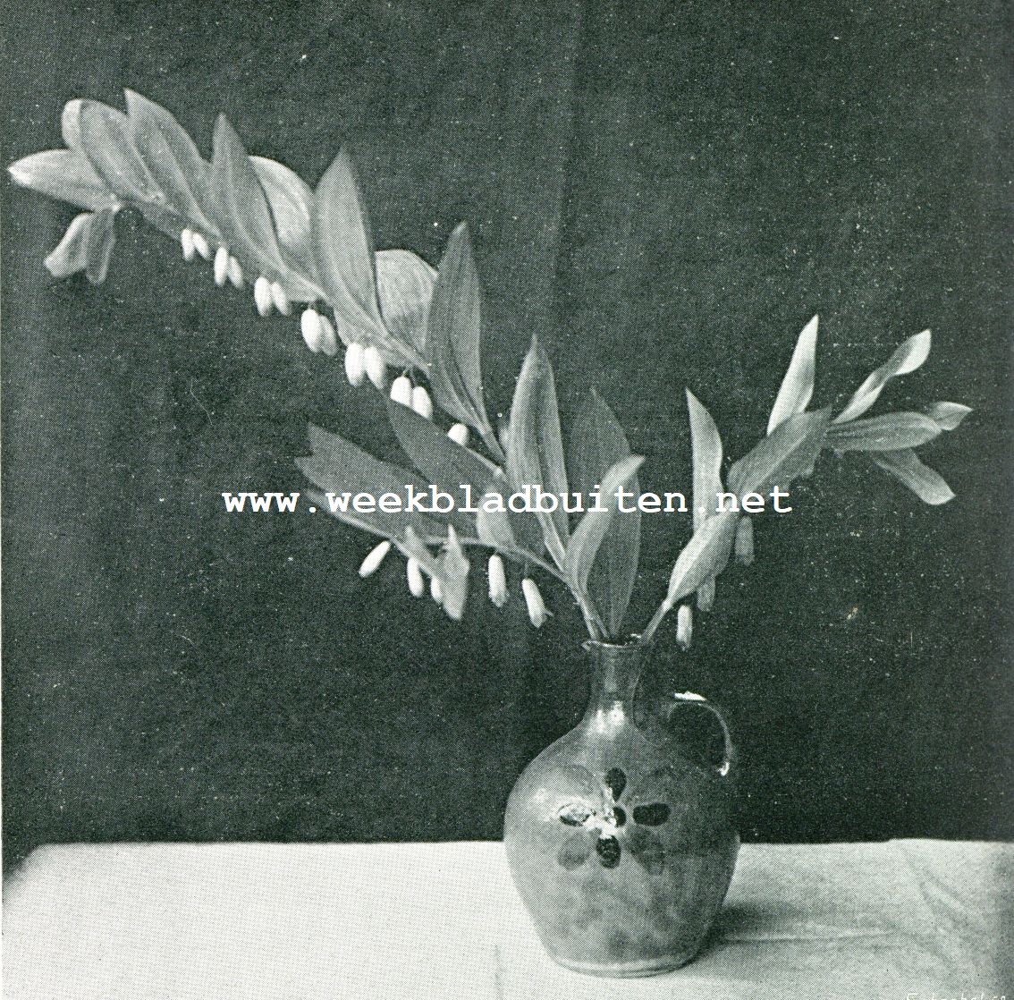 SALOMONSZEGEL