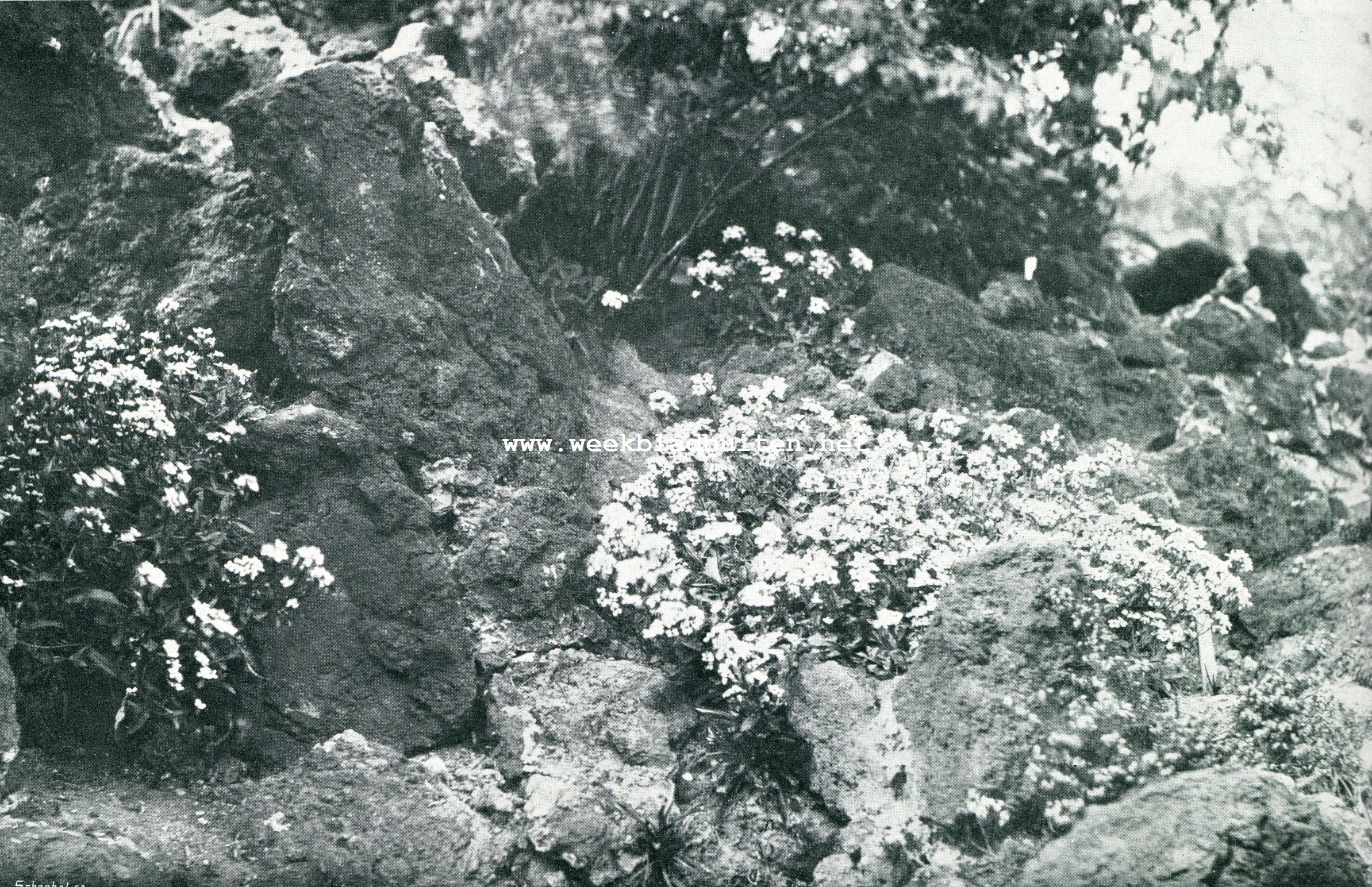 ARABIS ALPINA VERWILDERD OP EEN ROTS. (Hortus te Leiden)