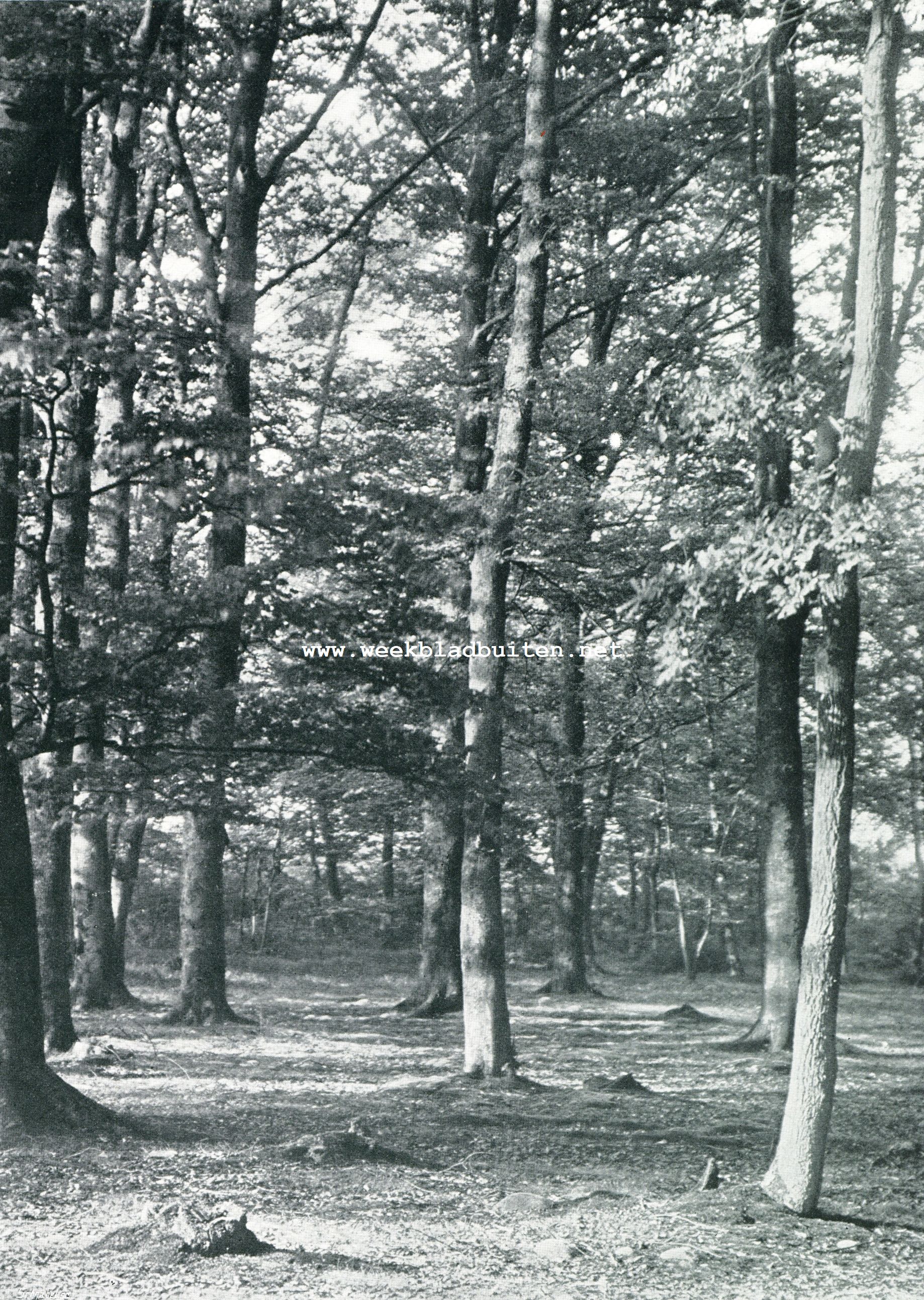 IN DE VELUWE