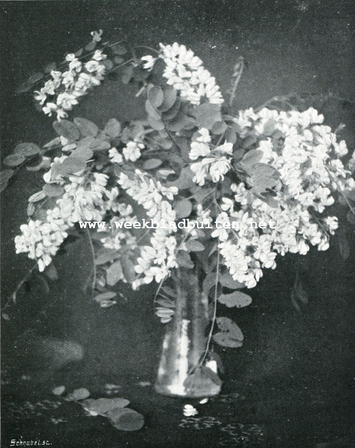 VAAS MET BLOESEM VAN ACACIA (robinia  pseudo-acacia)
