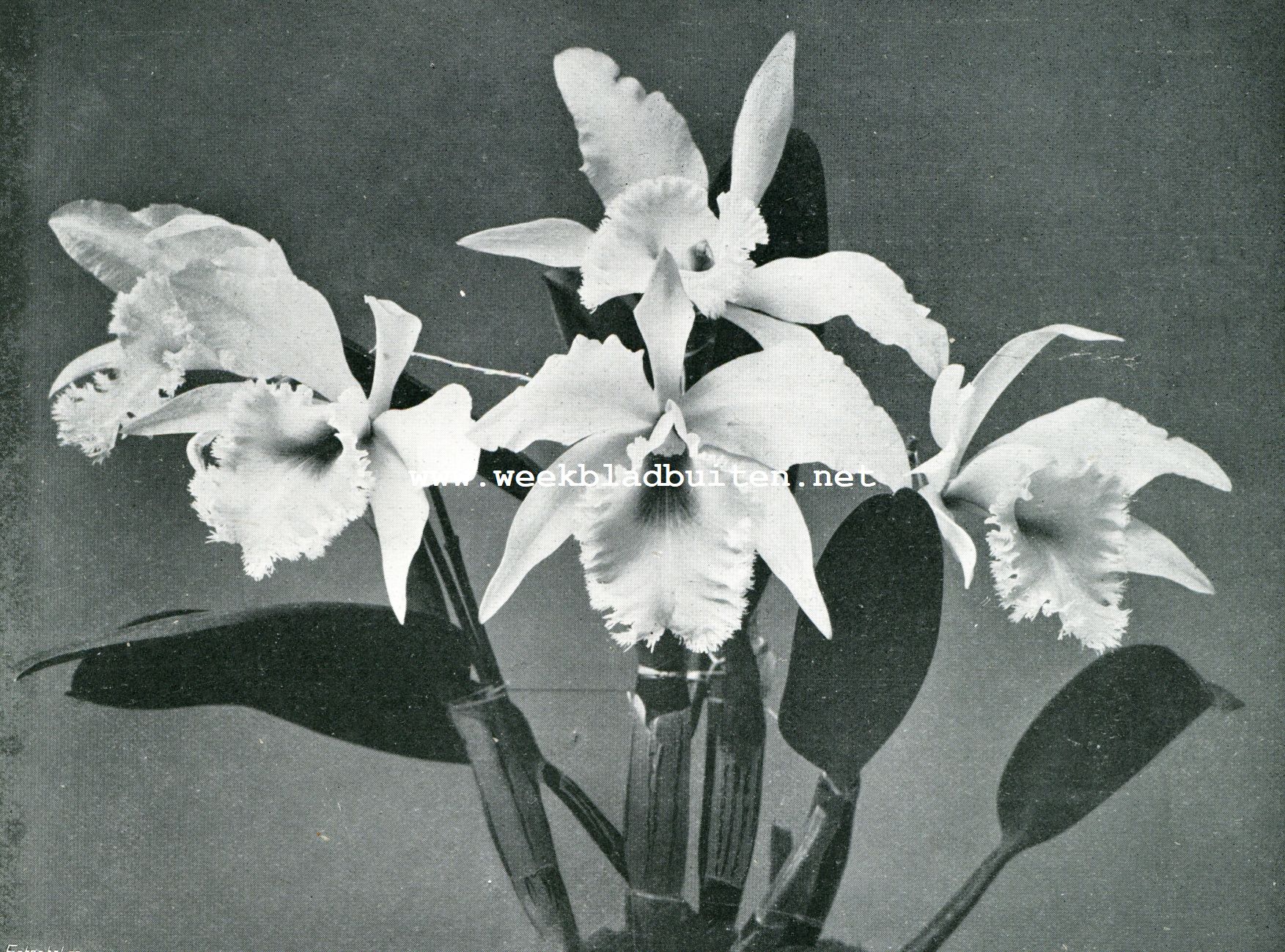 LAELIO CATTLEYA DIGBYANO MOSSIAE (Eigendom van den heer P.W. Surtorius te Baarn)