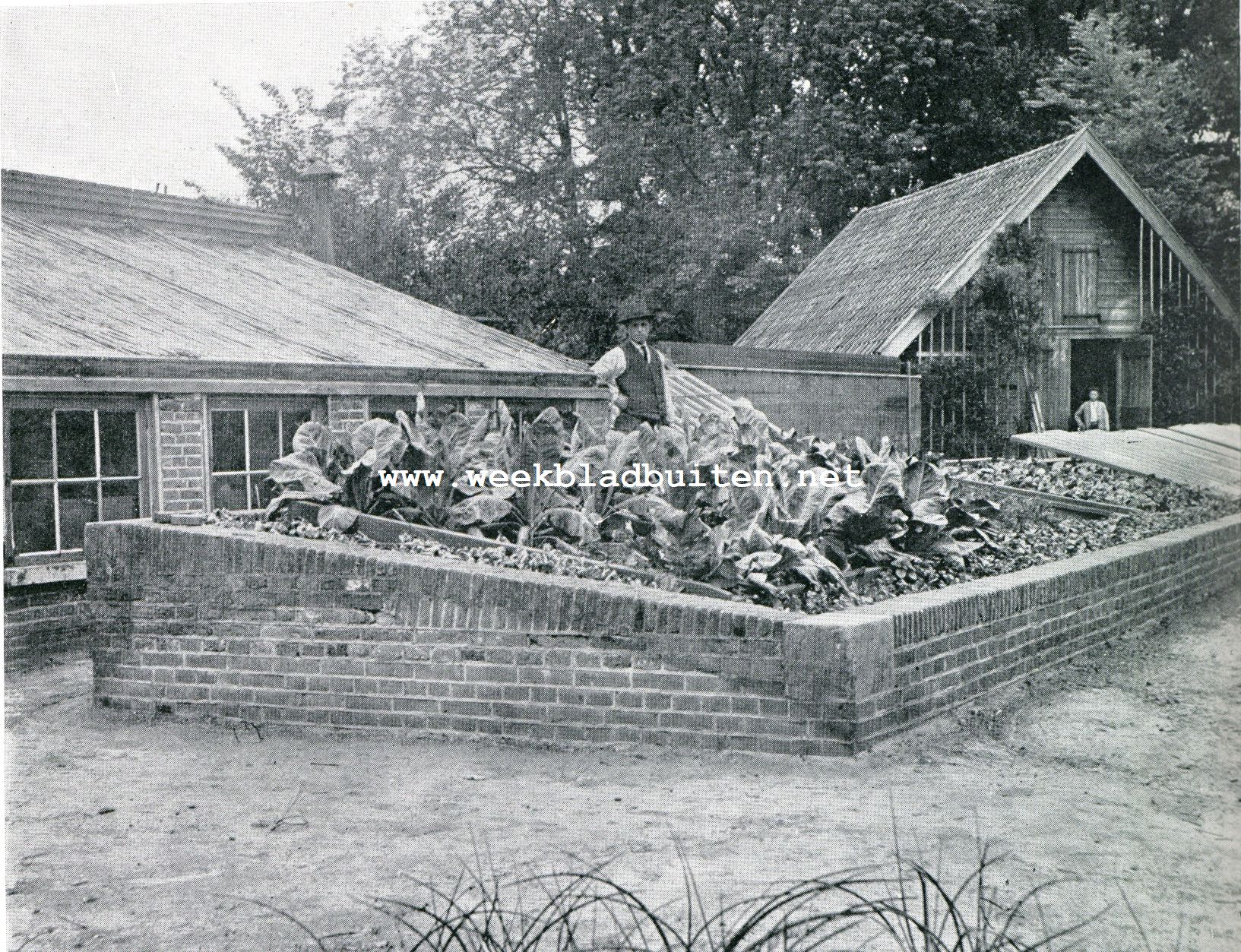 VROEGE GROENTEN