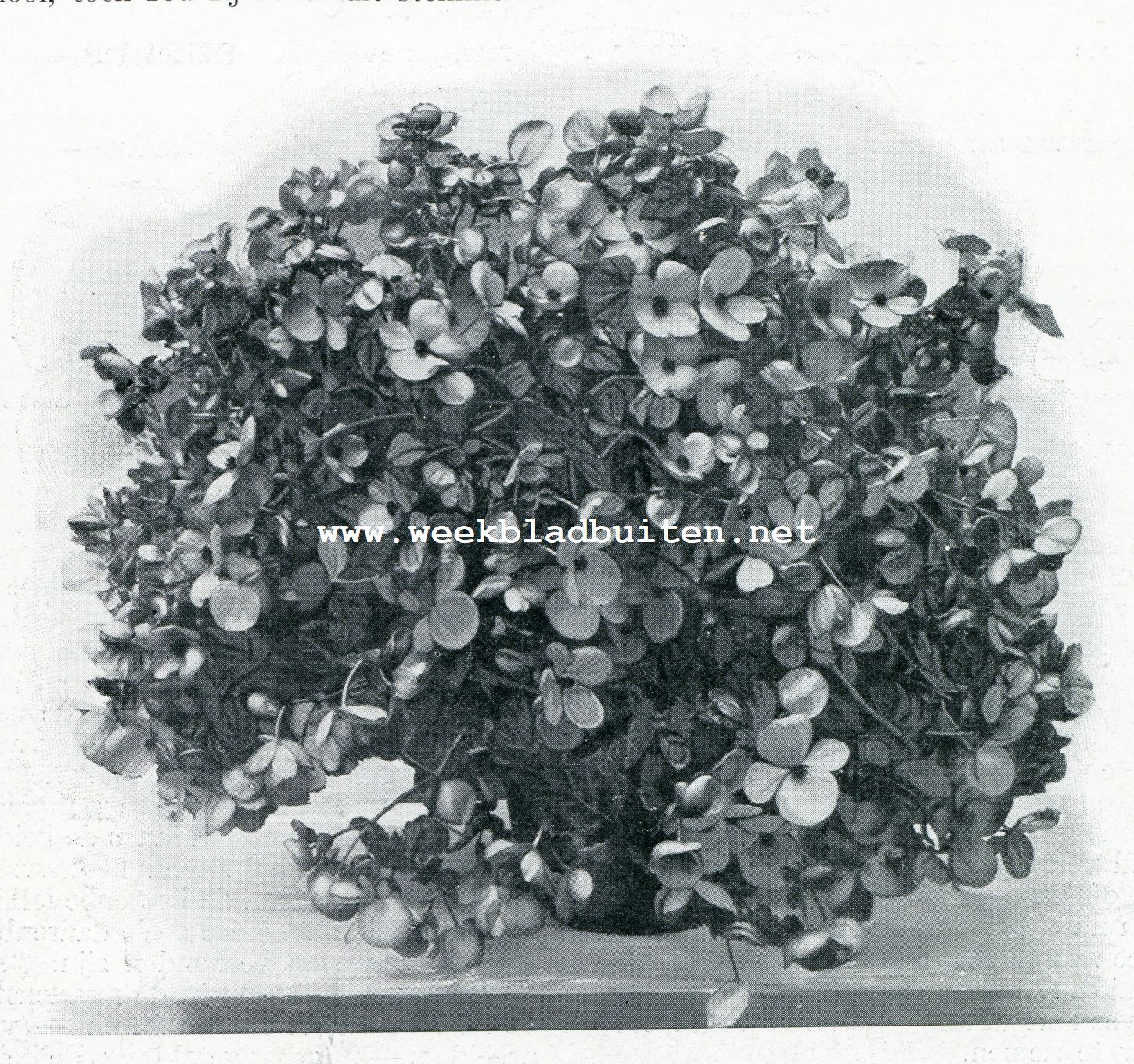 BEGONIA 