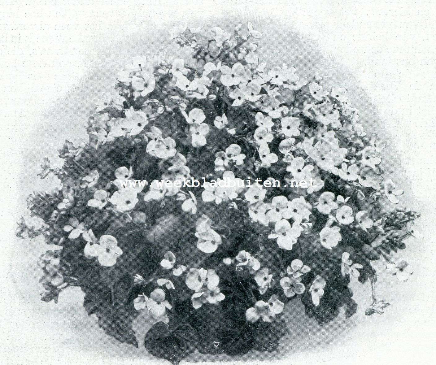 BEGONIA 