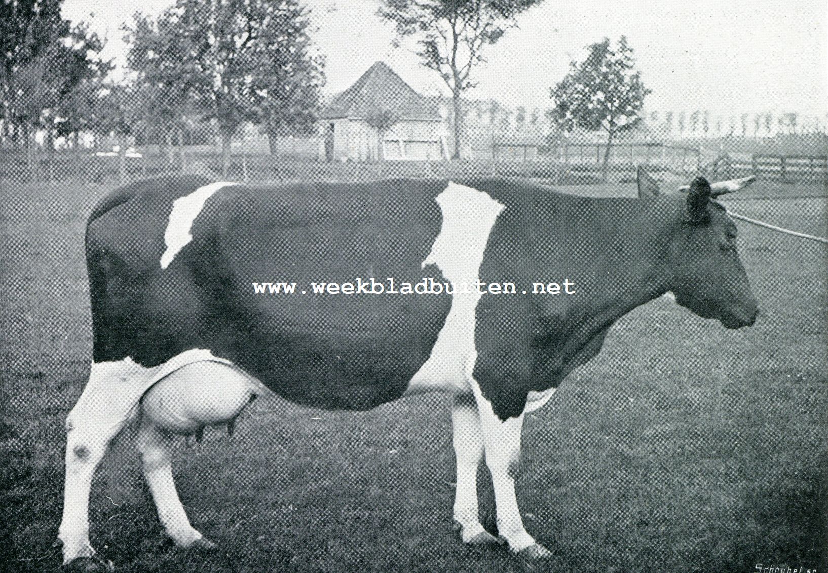 DE ZUIVELFABRIEK EN FOKVEREENIGING TE HOOGKARSPEL. ROOSJE II