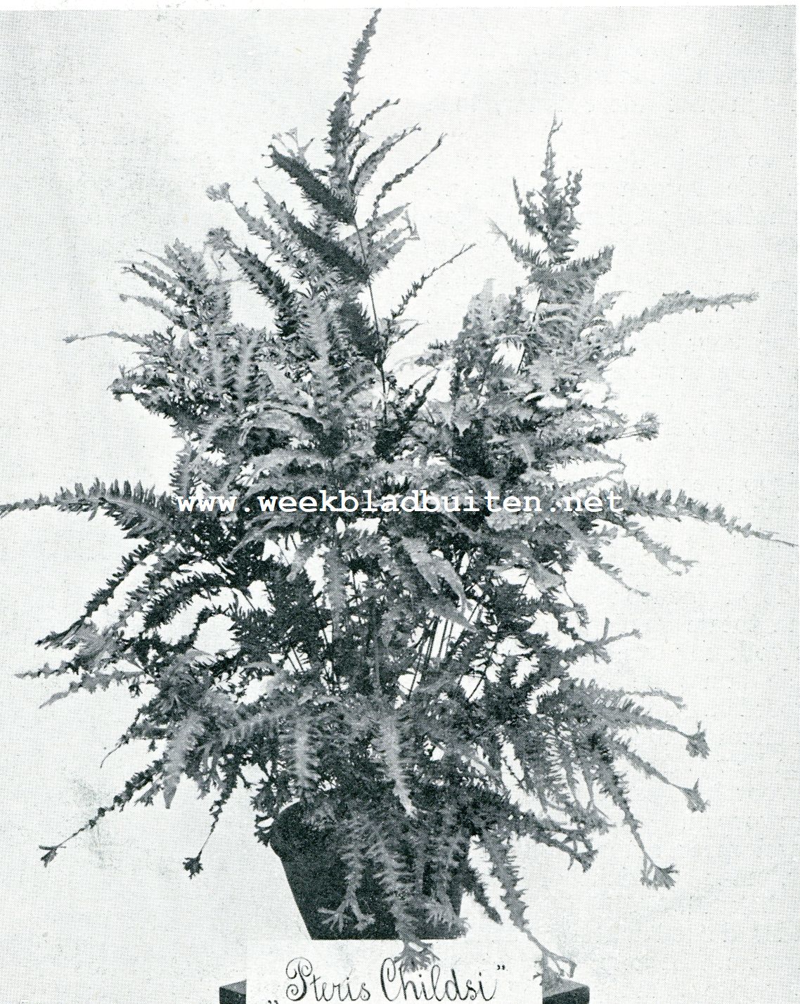 PTERIS CHILDSII