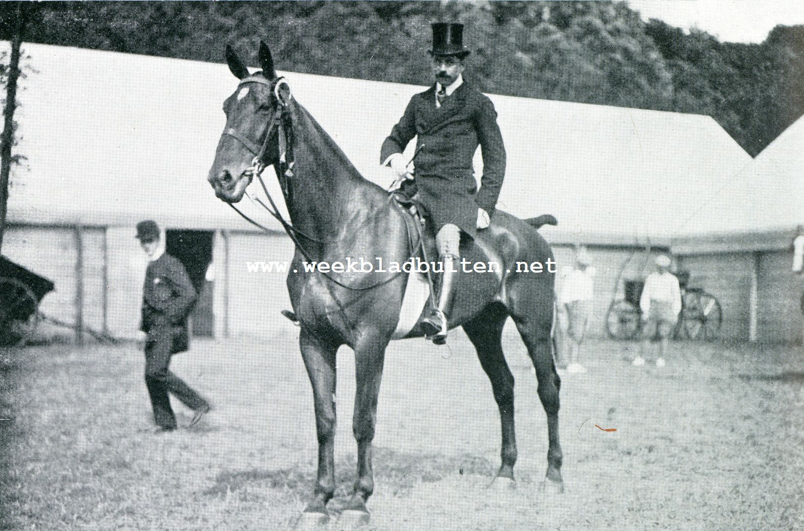 EEN DER FRAAISTE PAARDEN VAN PHILIPPOT & MATHIEU