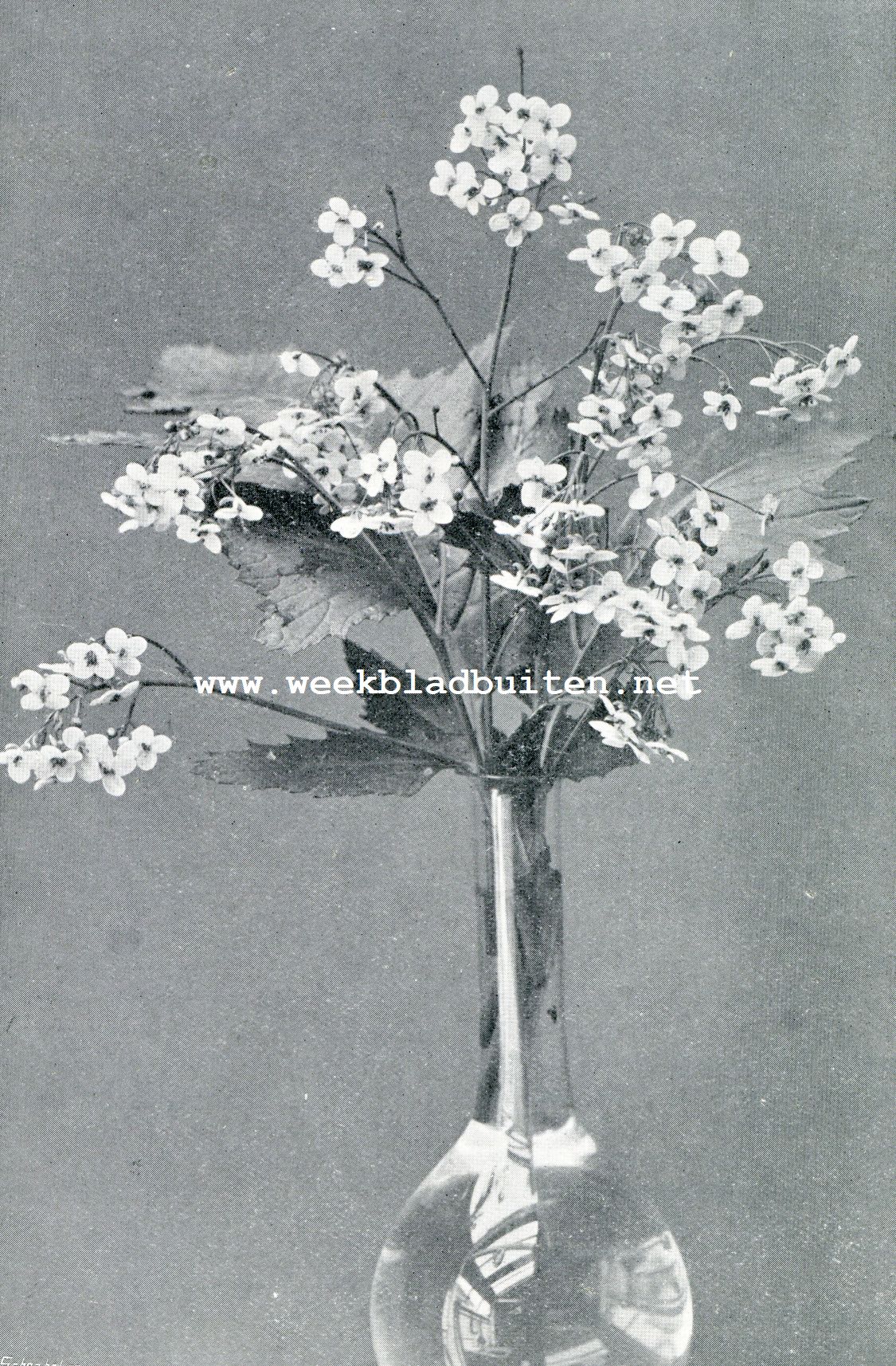 CRAMBE CORDIFOLIA (1/2 nat. grootte)