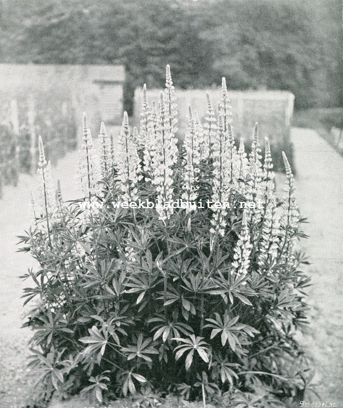 LUPINEN. (Lupinus polyphyllus Dougl.)