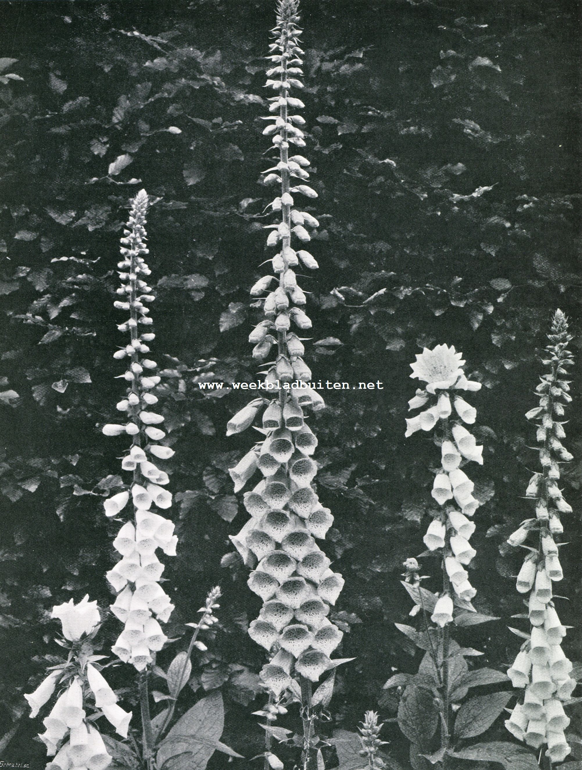 VINGERHOEDSKRUID (DIGITALIS PUPUREA)