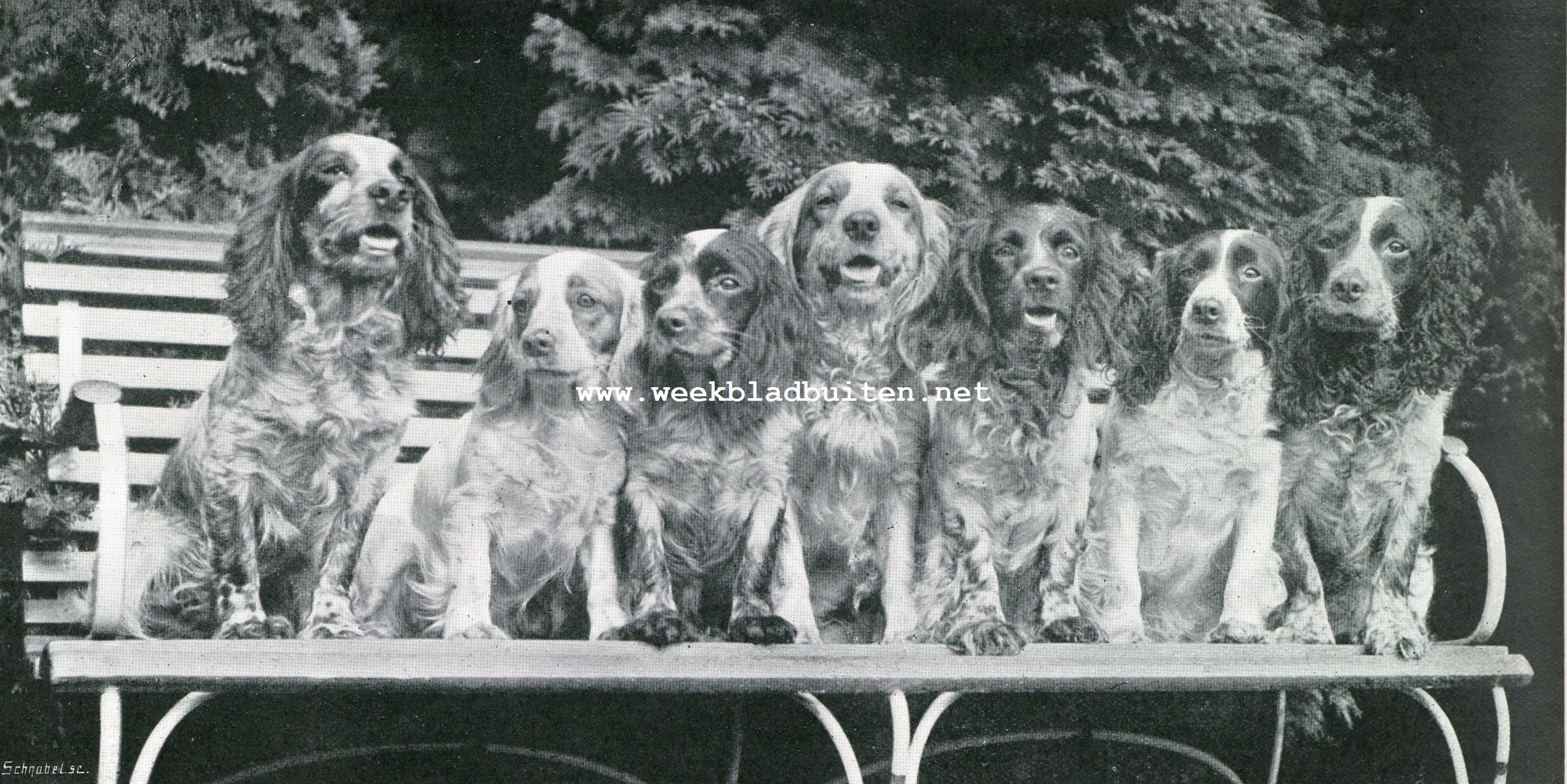 COCKER SPANILS UIT KENNEL GOOD LUCK