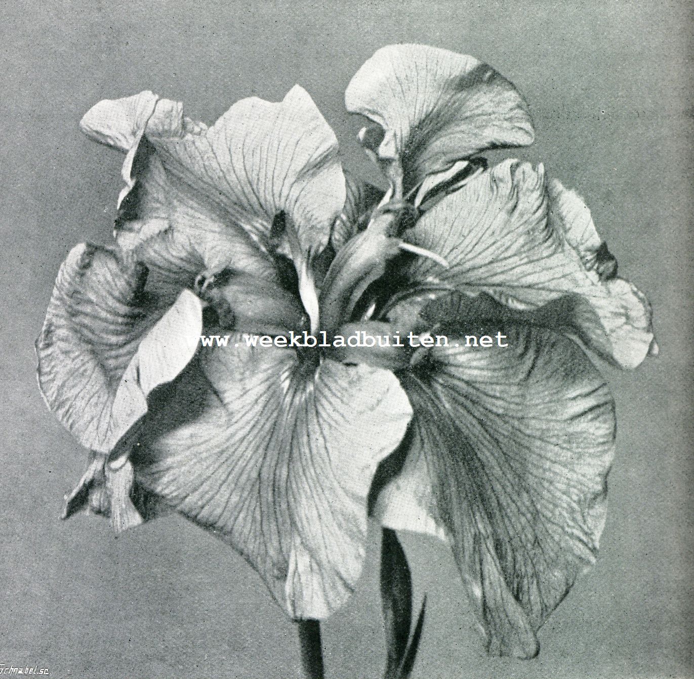 IRIS LAEVIGATA OF KAEMPFERI (Japansche iris). 2/3 natuurlijke grootte