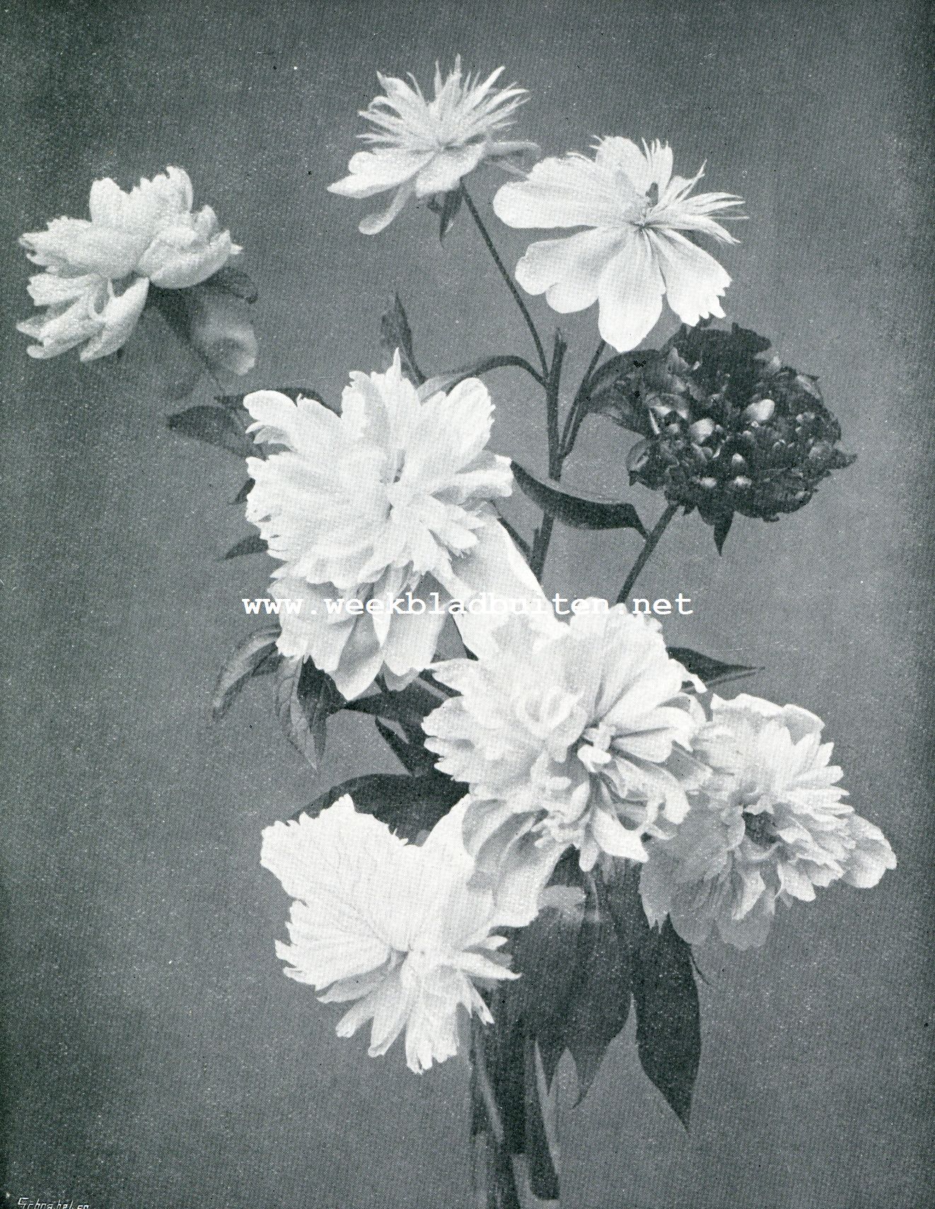 PIOENEN. VAASBOUQUET VAN VERSCHILLENDE PAEONIA CHINENSIS