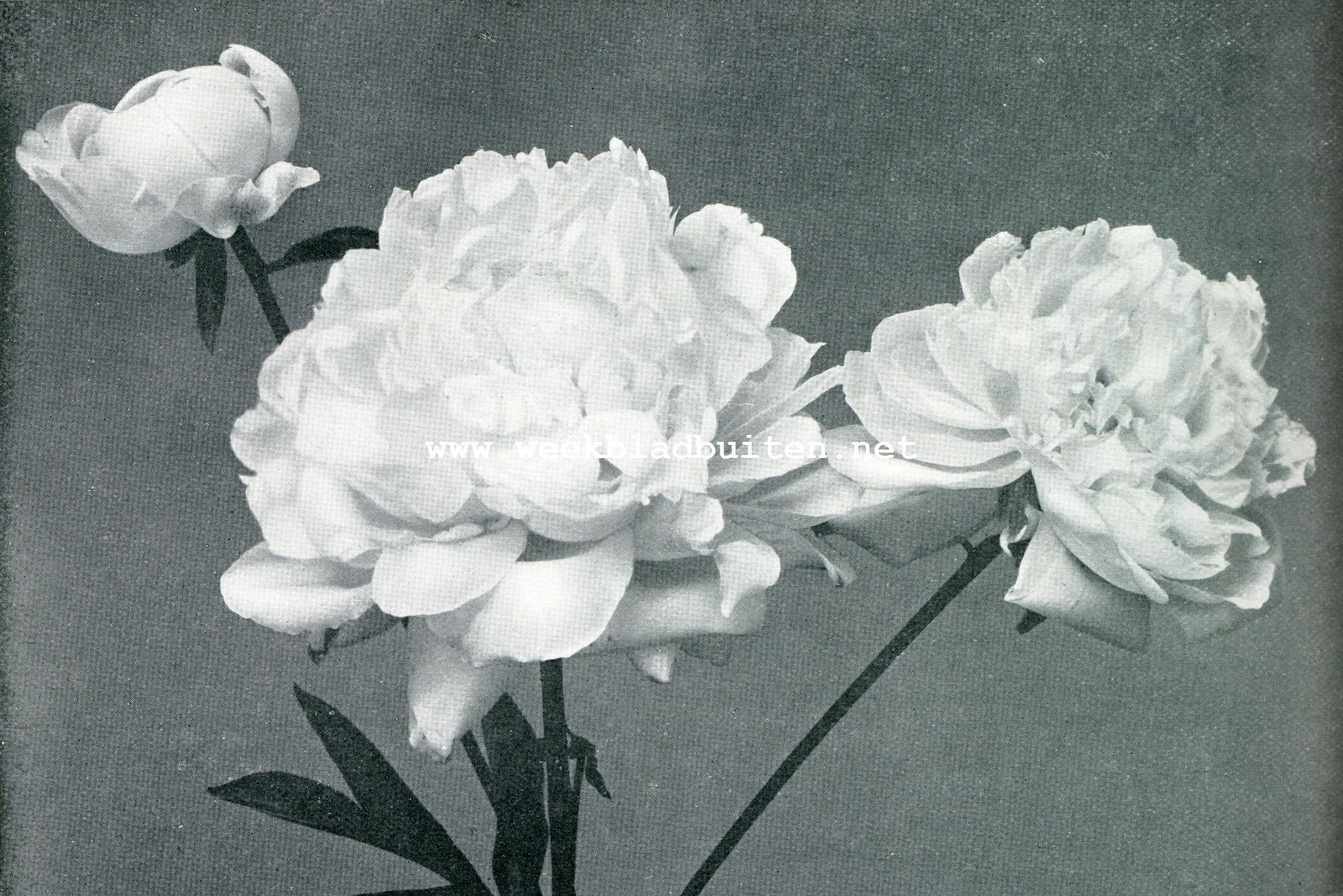 PIOENEN. DUBBEL WITTE PAEONIA CHINENSIS