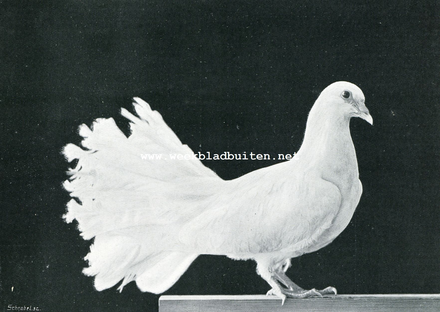 WITTE PAUWSTAART