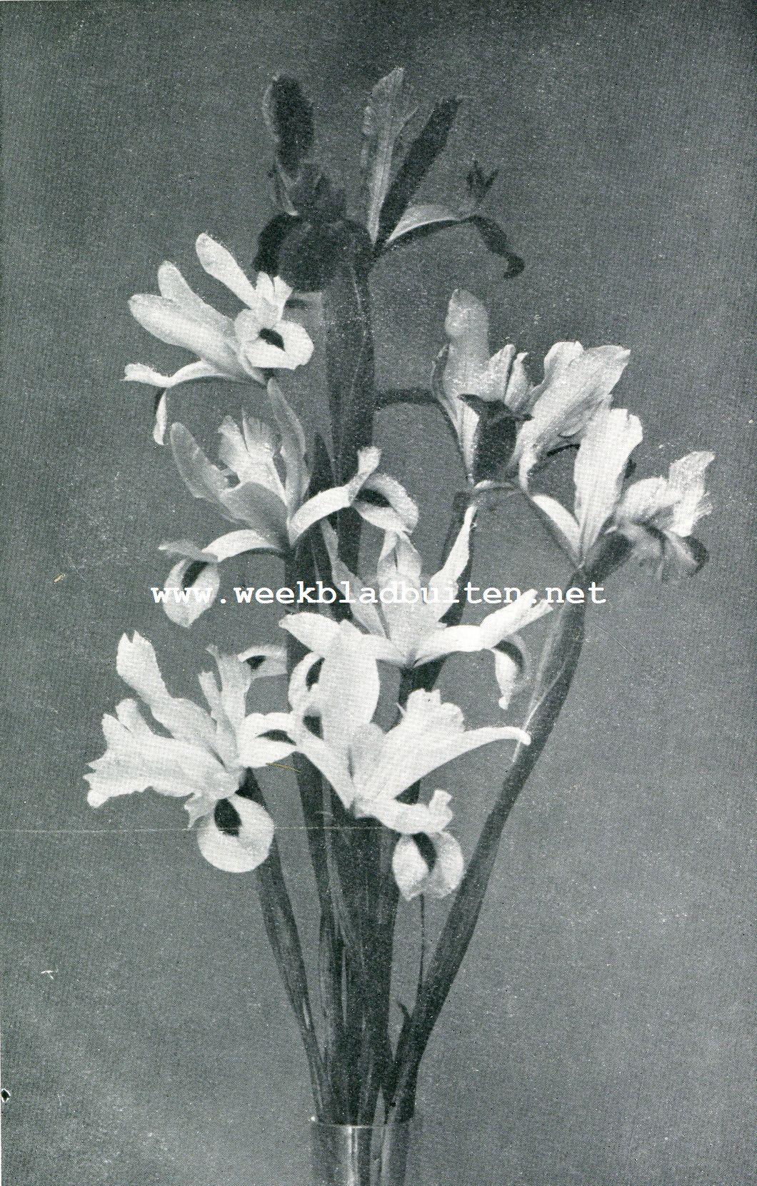 IRIS XIPHIUM (Spaansche Iris)