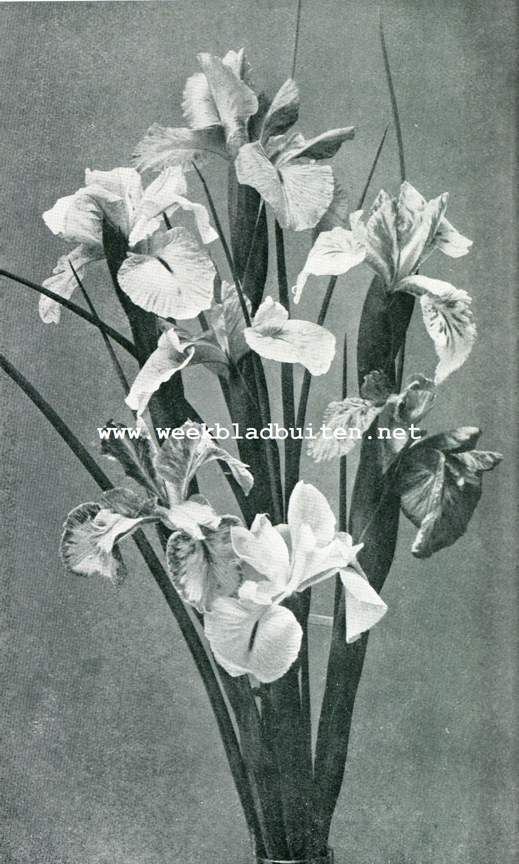 IRIS XIPHIODES (Engelsche Iris)