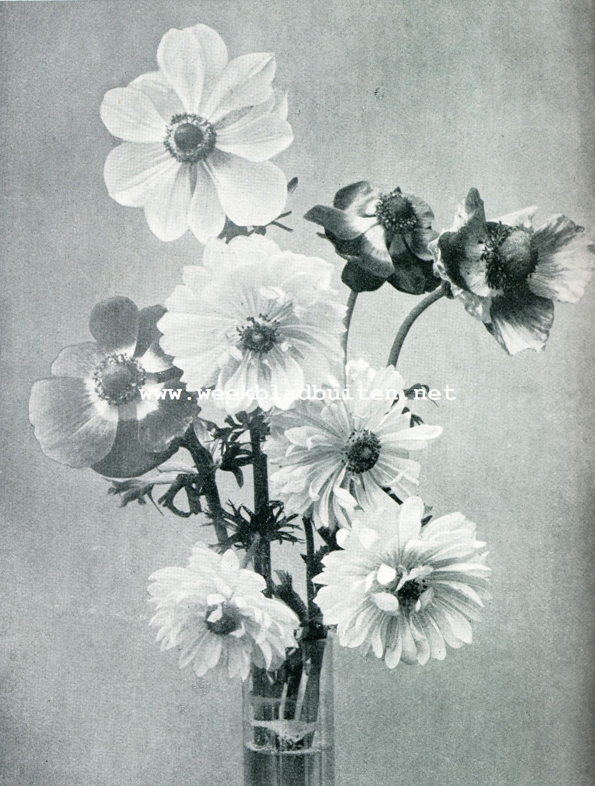 VAAS-BOUQUET VAN VERSCHILLENDE ANEMONEN