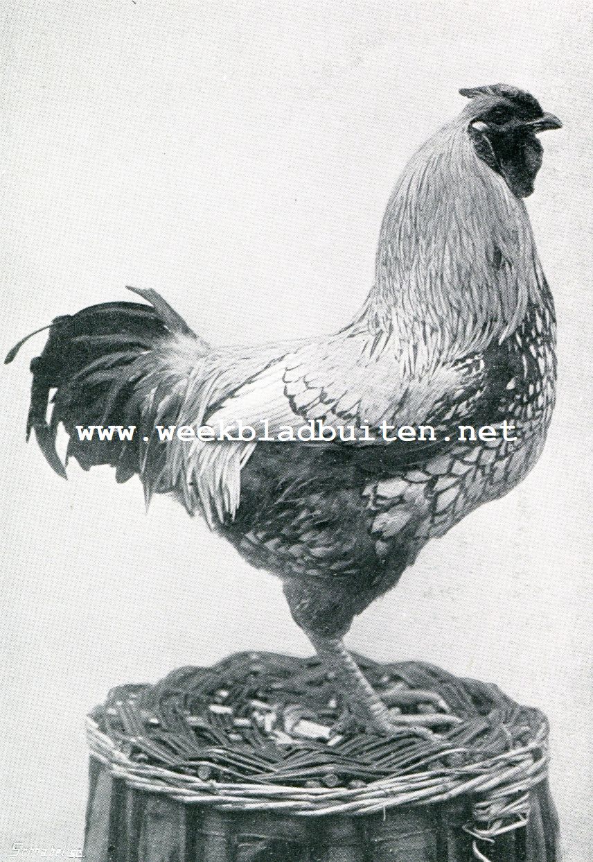 Zilver Wyandotte haan