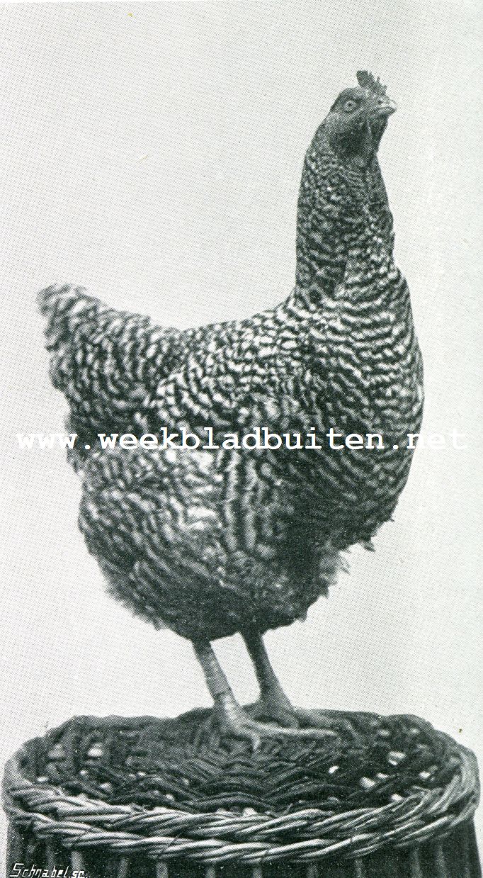 Plymouth-Rock hen
