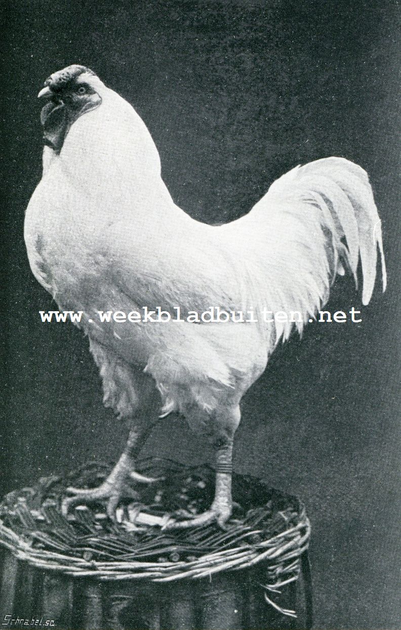 Wit-Wyandotte haan