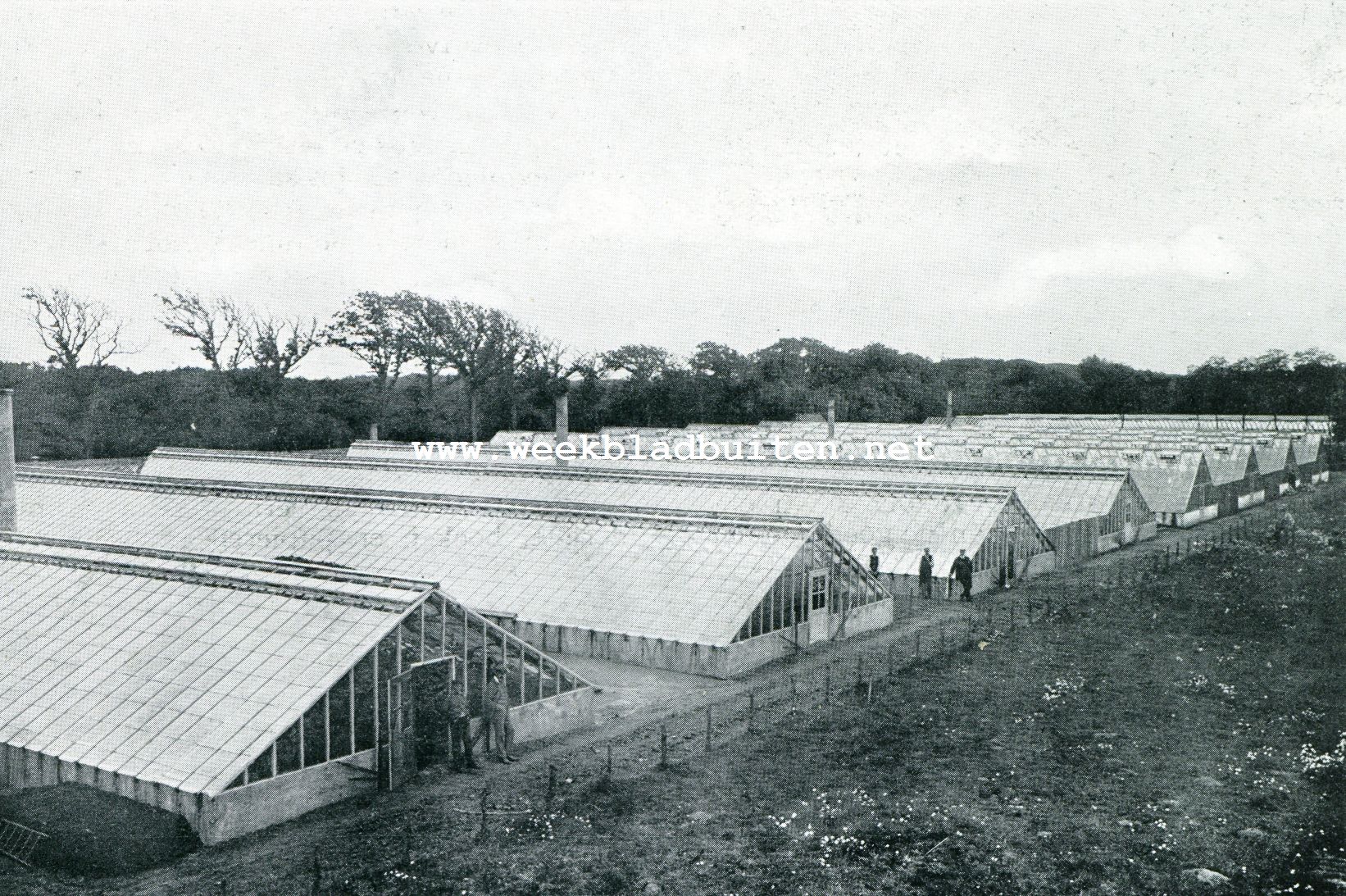 Het landgoed Groot Bentveld onder Zandvoort. Gezicht op de kweekerij Bentveld