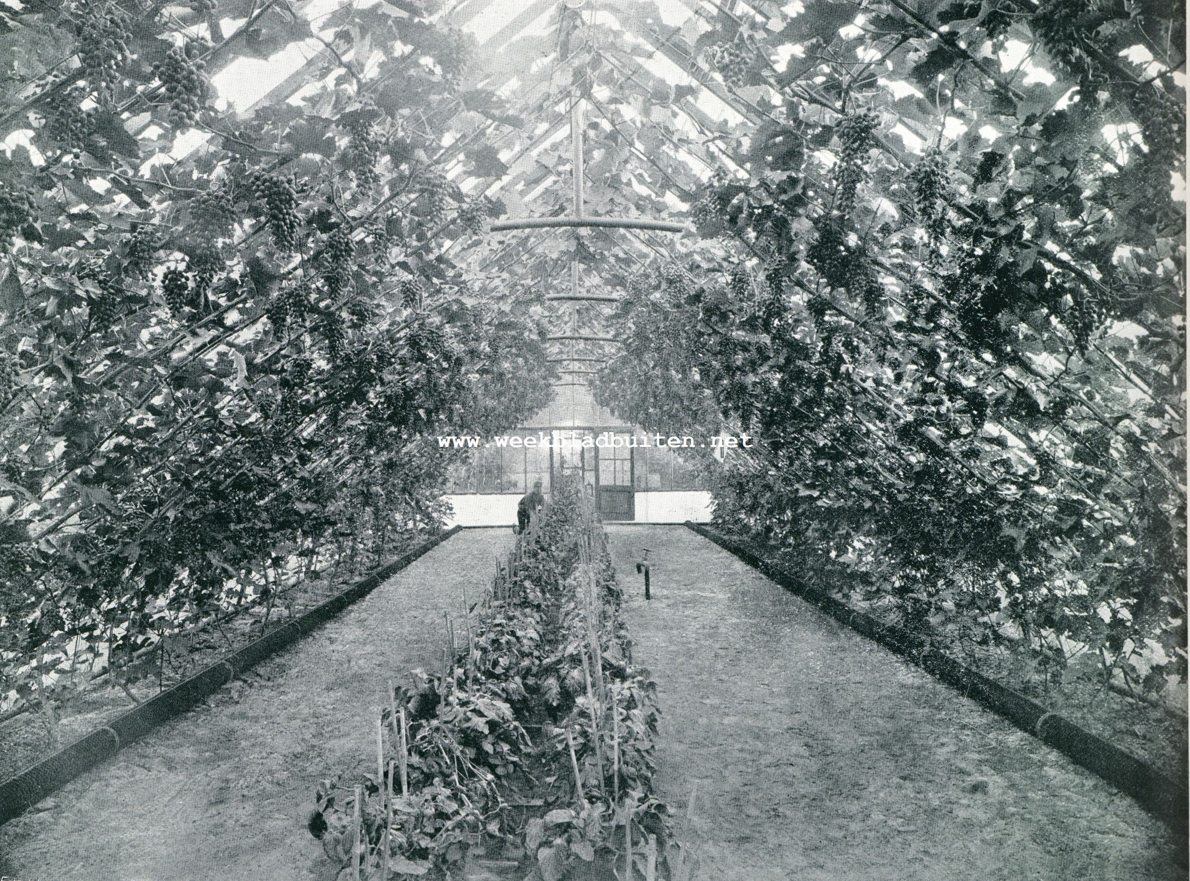 De behandeling van druiven onder glas. Druiven in de kas, Kweekerij Bentveld. De kassen zijn gebouwd door de firma Alb. Van Bodegom & Co.