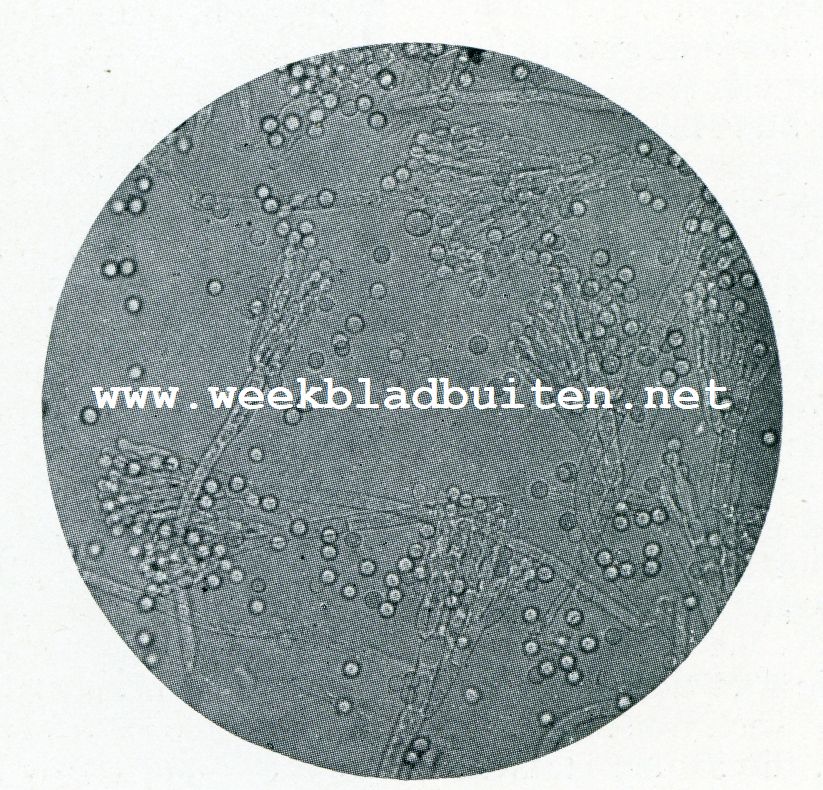 Het microscoop en de boterbereiding. De groene penceelschimmel (Penicillium glaucum, veelvuldig voorkomd op zuivelproducten