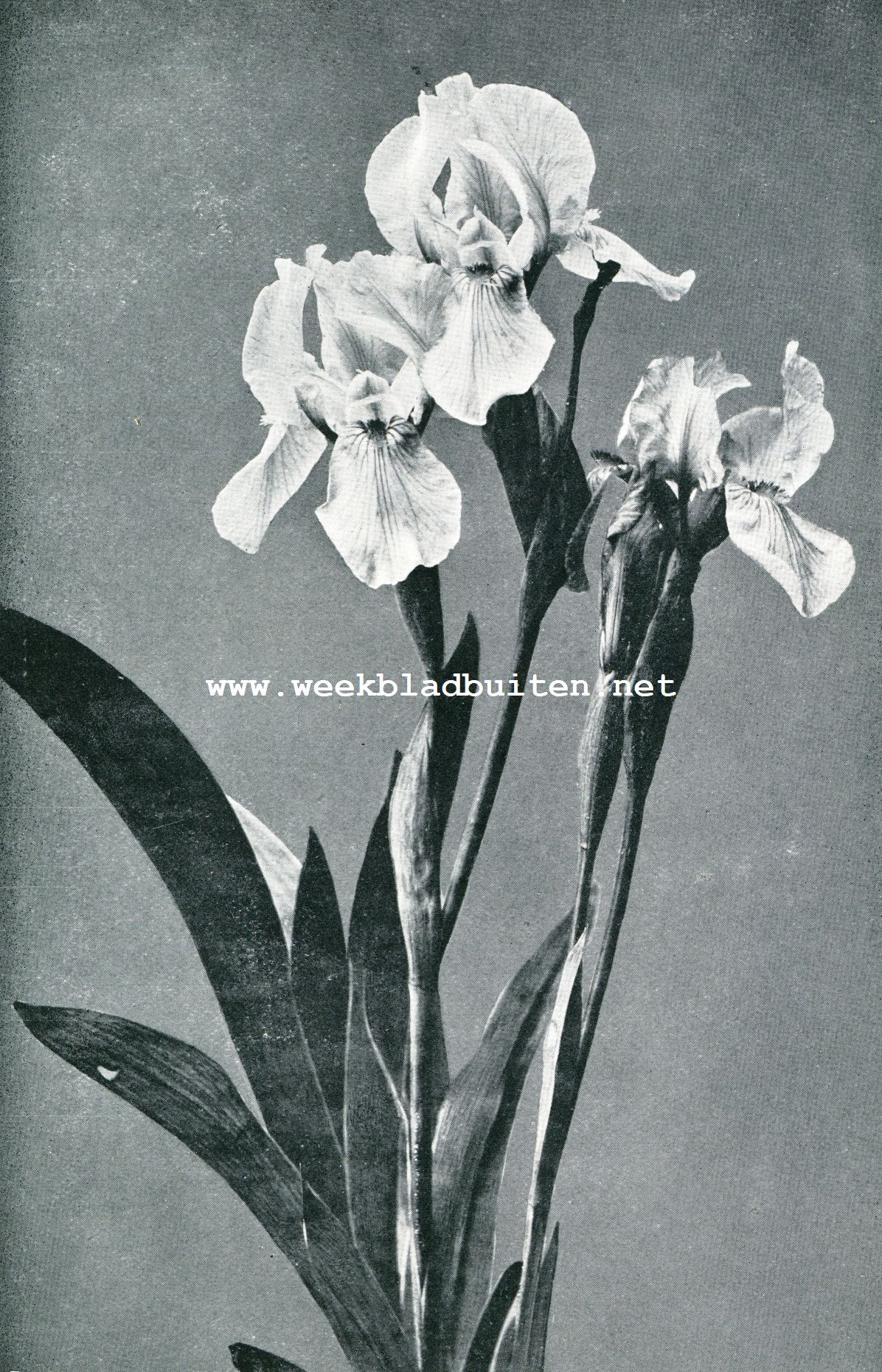 Irissen. Iris Pumila