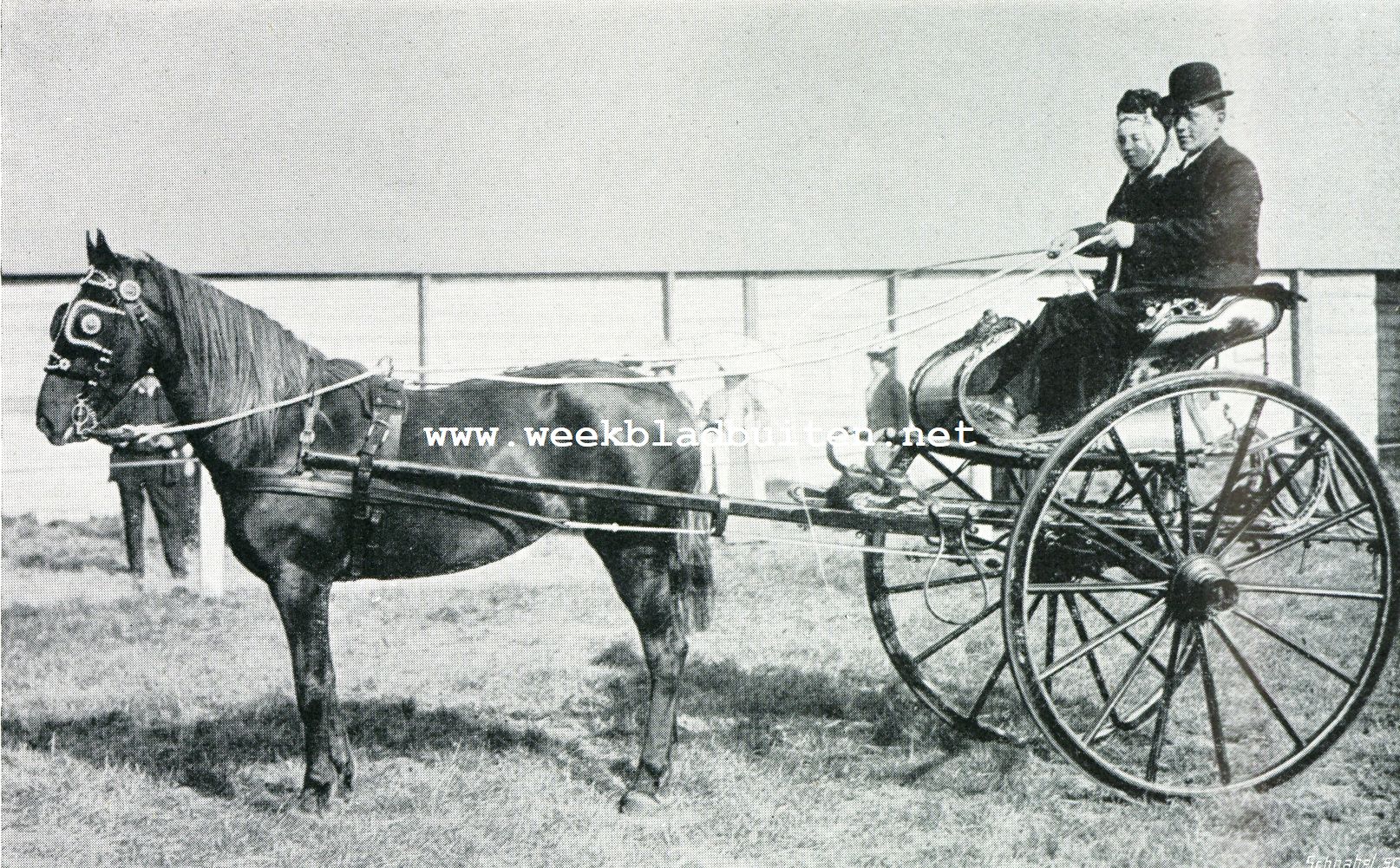 De afdeeling paarden op de Landbouwtentoonstelling te 's-Gravenhage. Zuid-Hollandsch paar