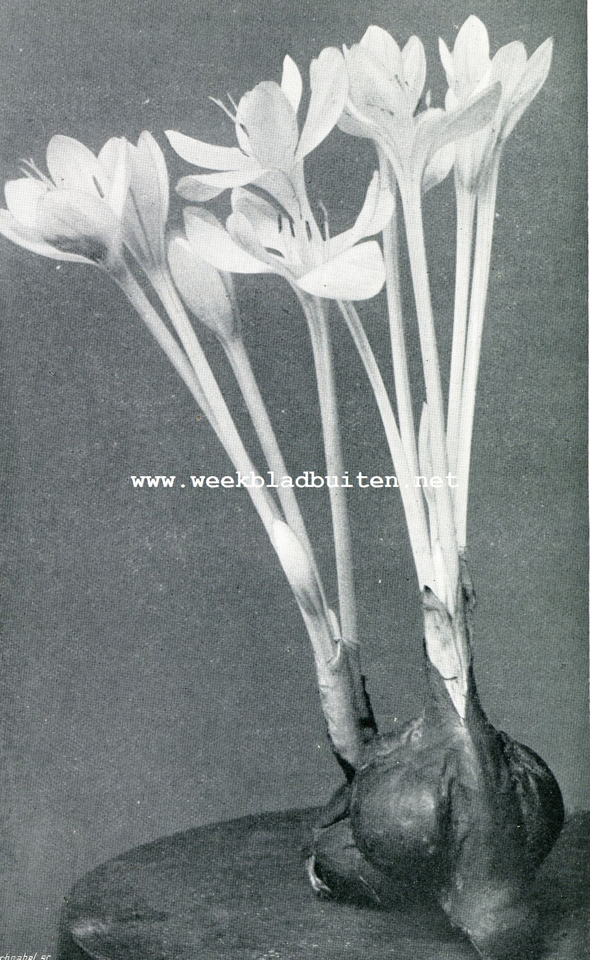 Herfsttyloos als droogbloeister
