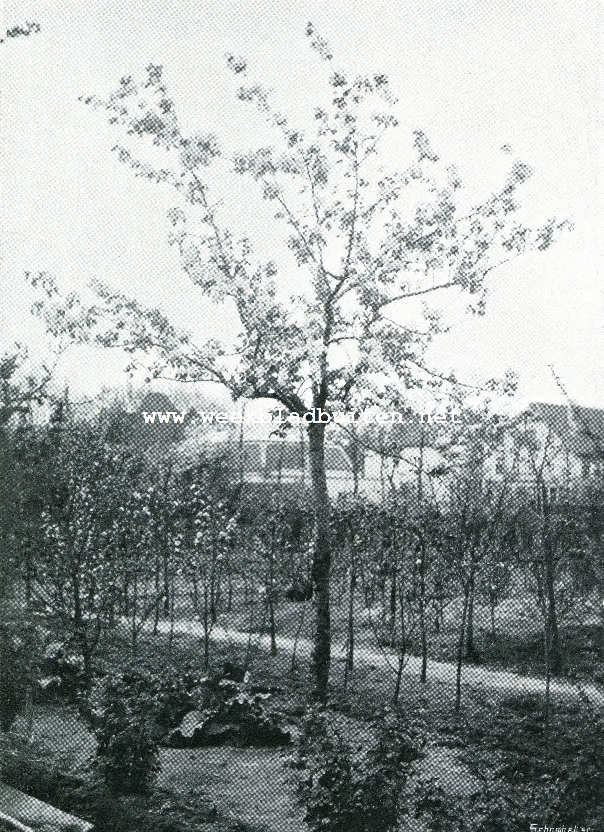 Vruchtboomen en vruchtenteelt. Hoogstam peer
