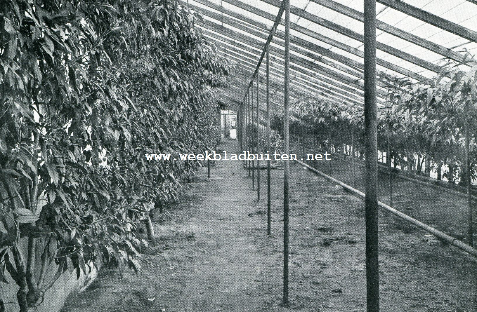 Perzikken in de kas. Kweekerij Groot Bentveld