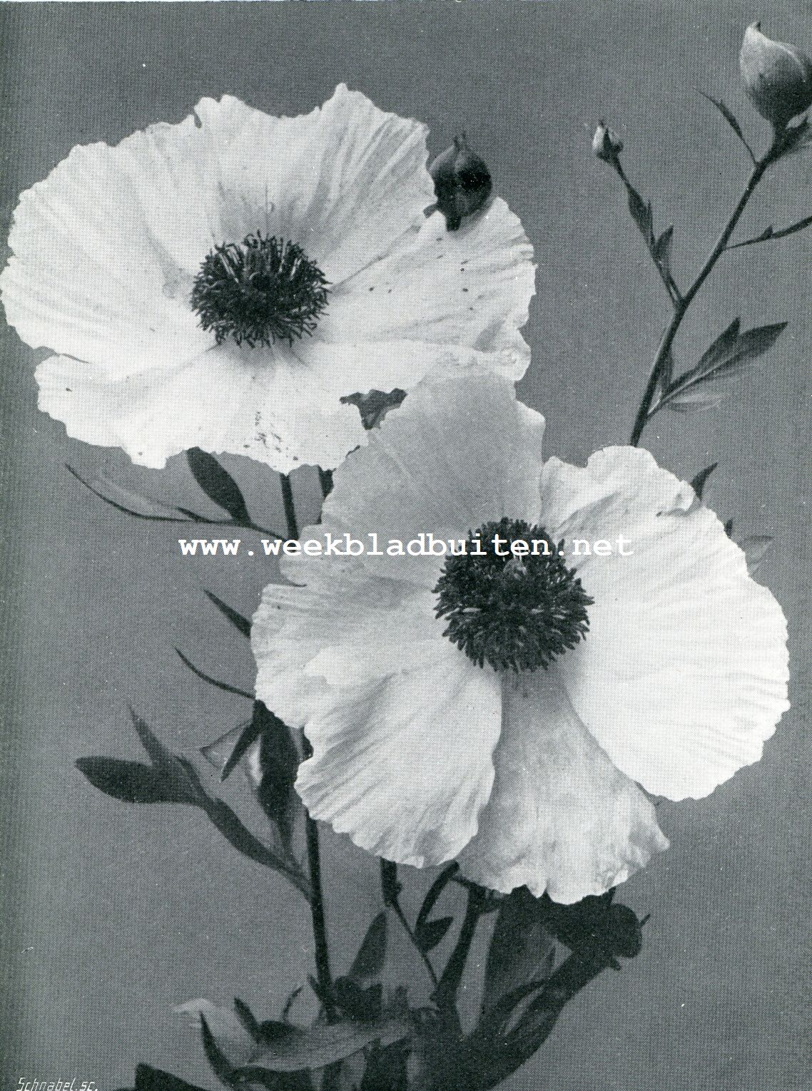 De Boom-Papaver. Romneya Coulteri (1/2 natuurlijke grootte_