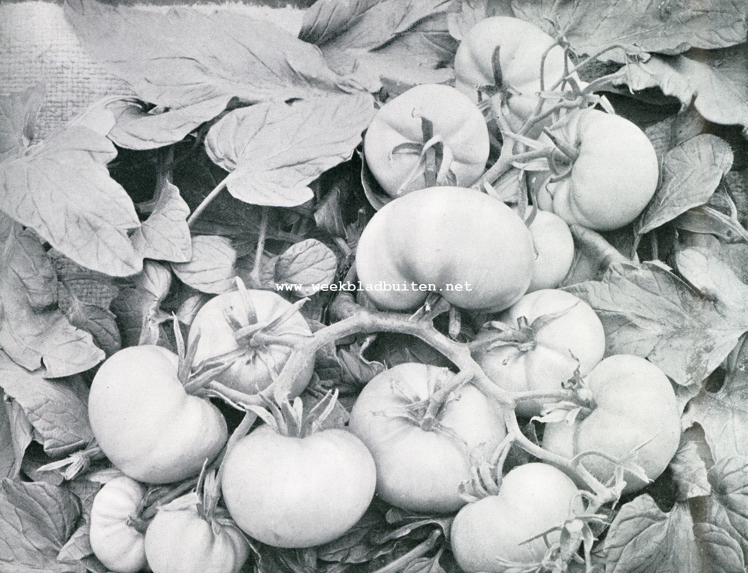 De tomaat (Solanum Lycoperticum). Rijpende tomaten