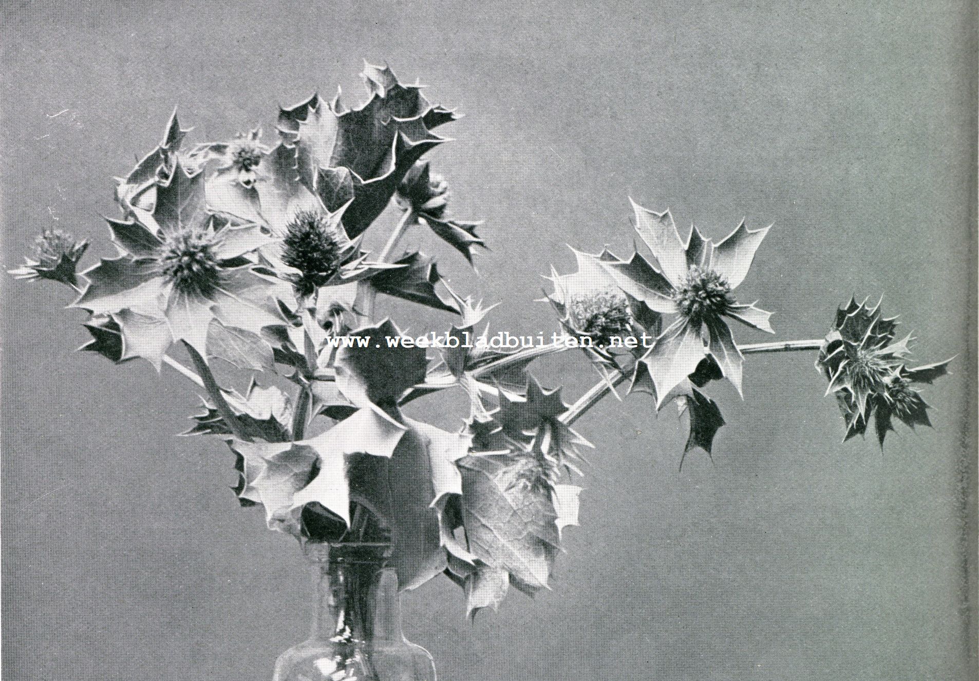 De stranddistel Eryngium Maritimum