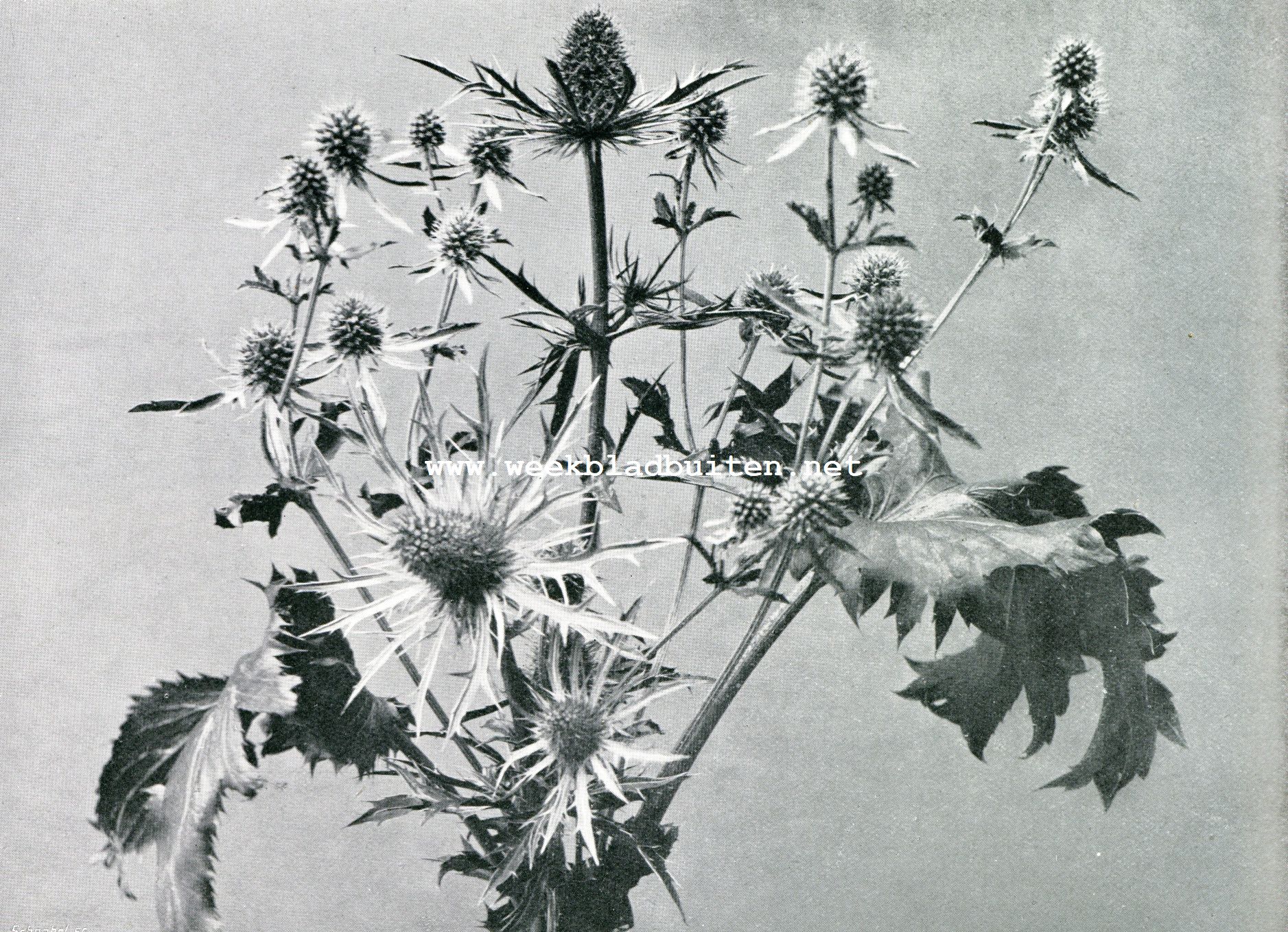 Eryngium Planum en Er. Amethystinum