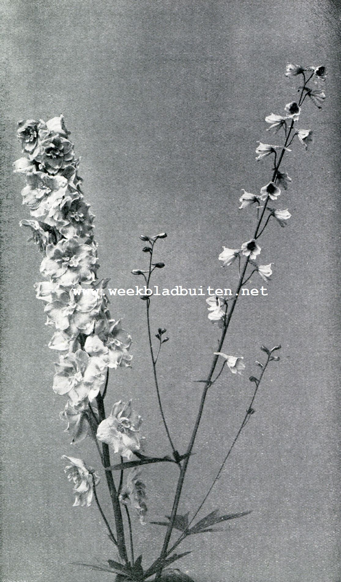 Delphinium 
