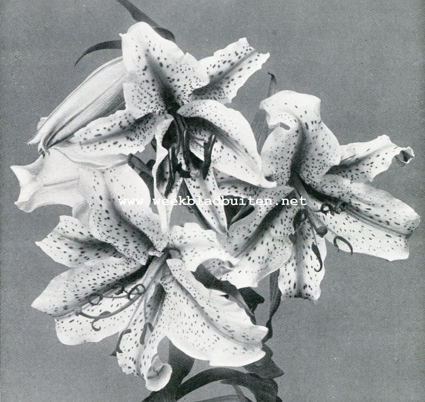 Lilium Auratum (1/3 nat. grootte)