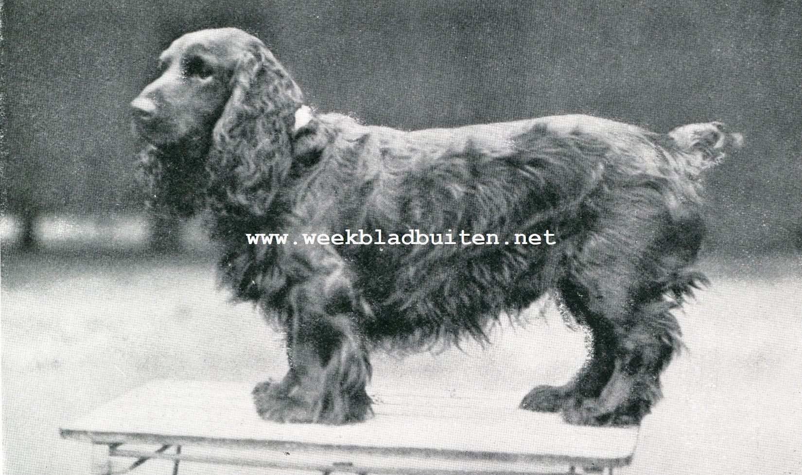 Jacht en jachthonden. Field spaniel Thamp of Sennen