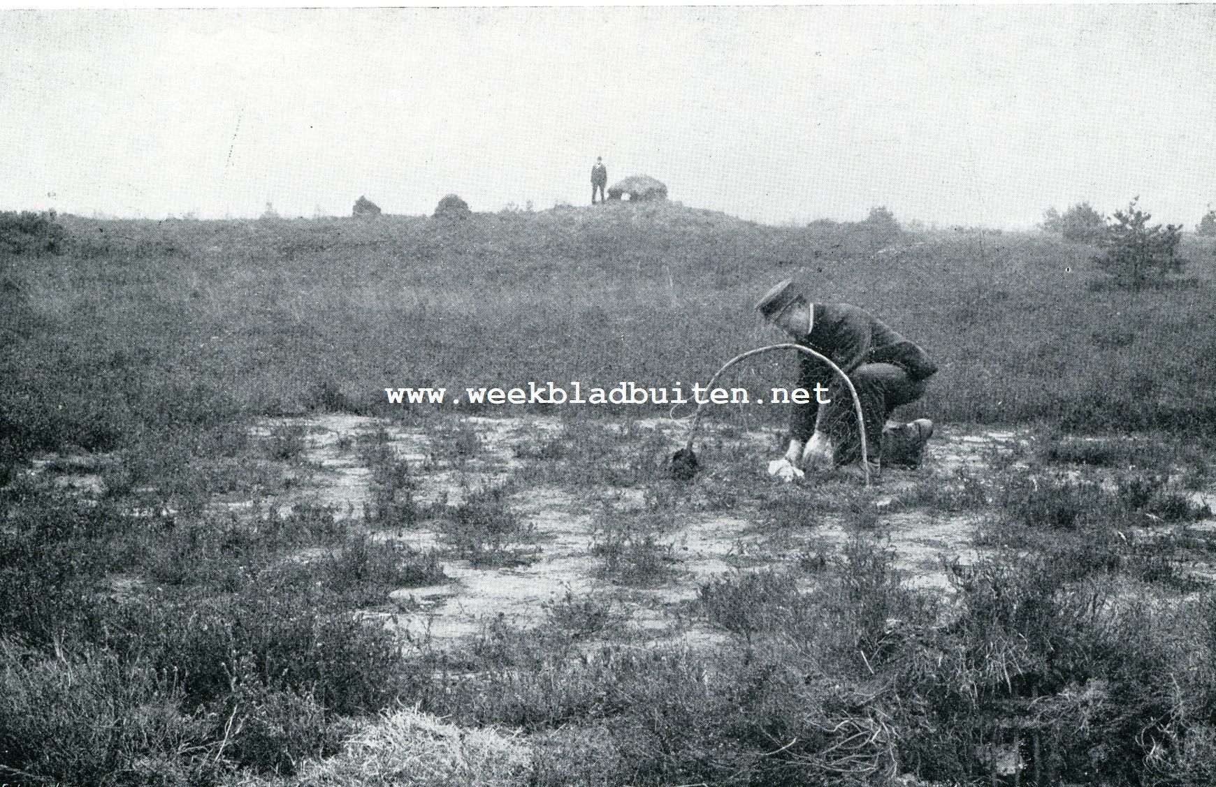 Valkenvangst. Het stellen van de slagnetten